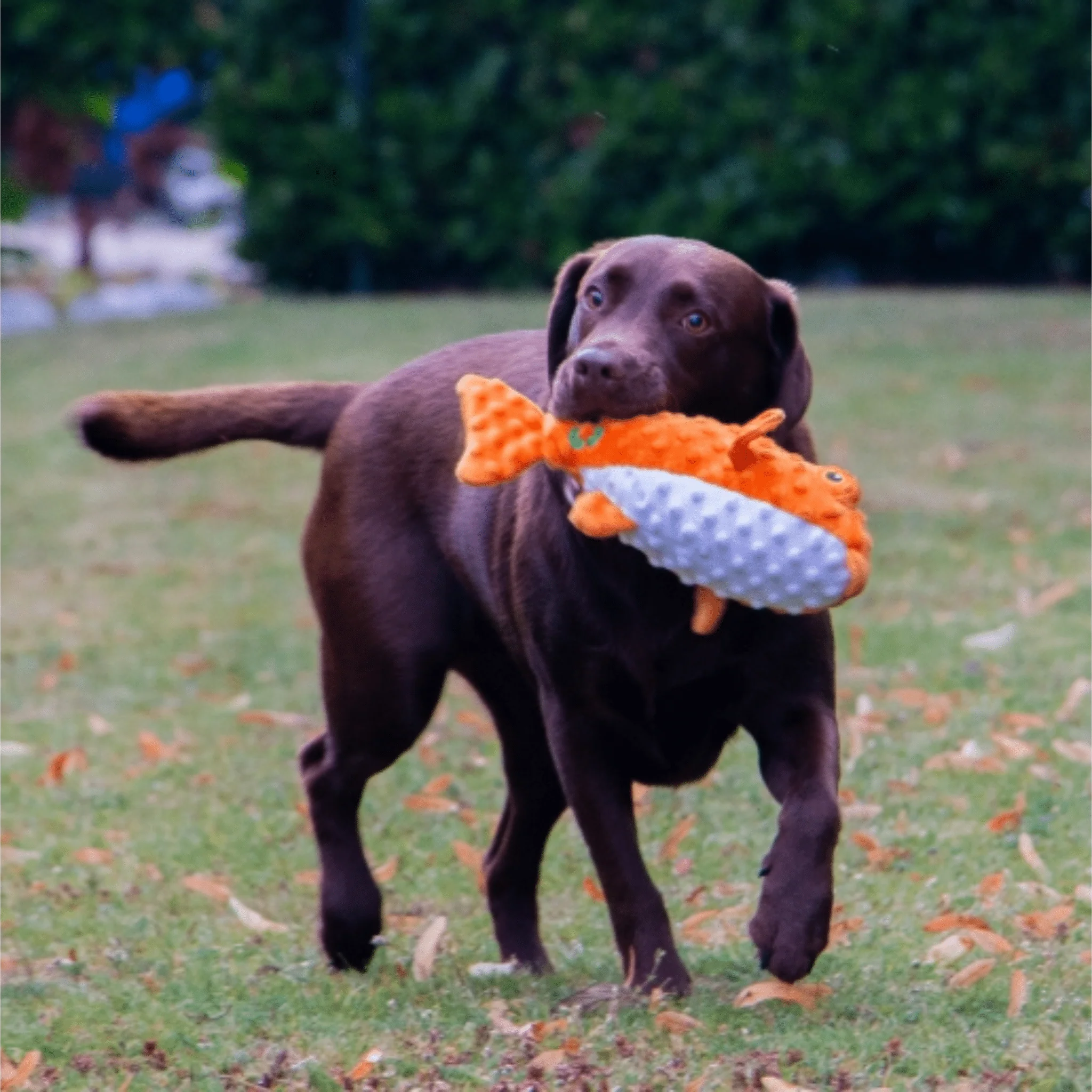 Ancol Made From Puffer Fish Dog Toy - Image 2