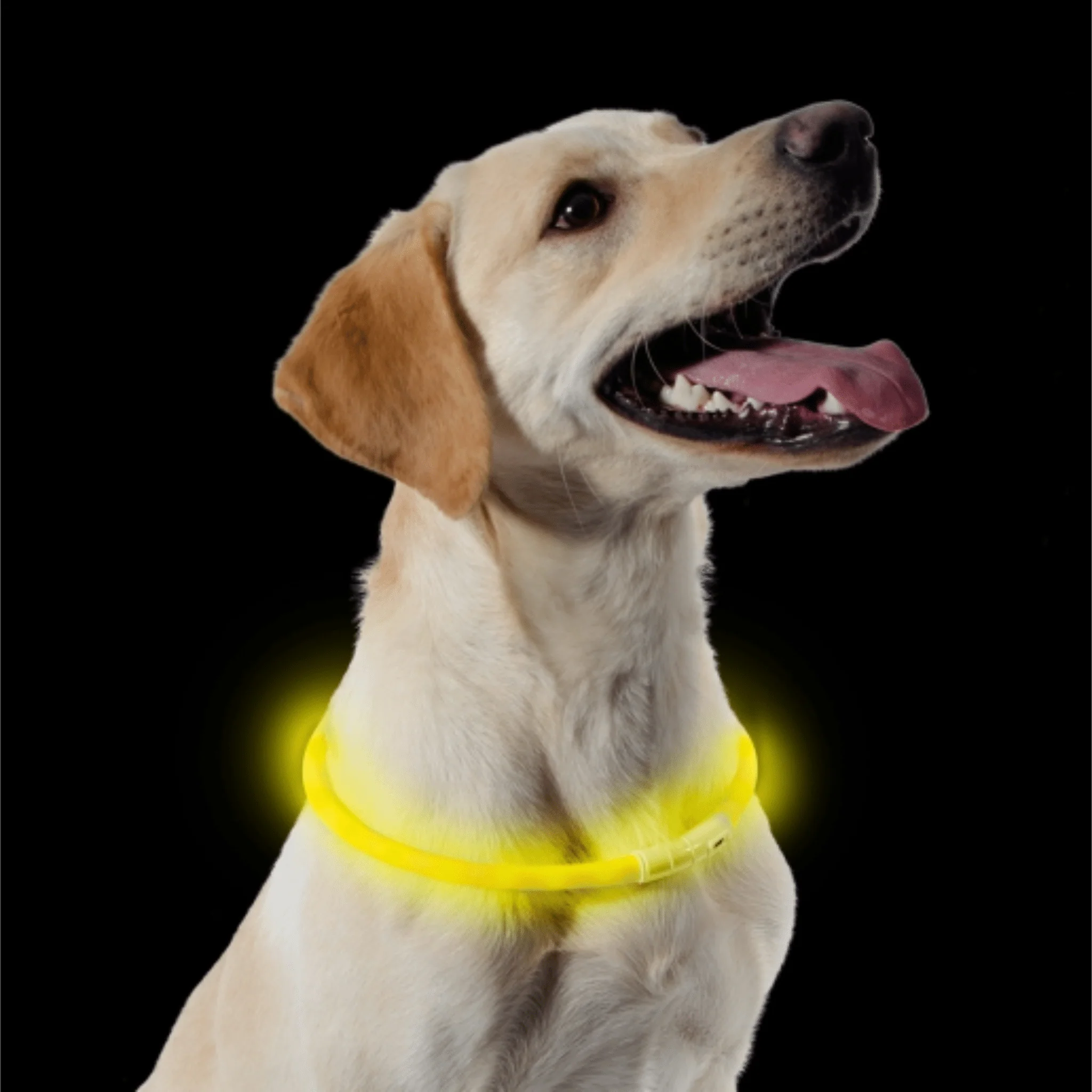Ancol Safety Halo Band Orange 70cm - Image 2