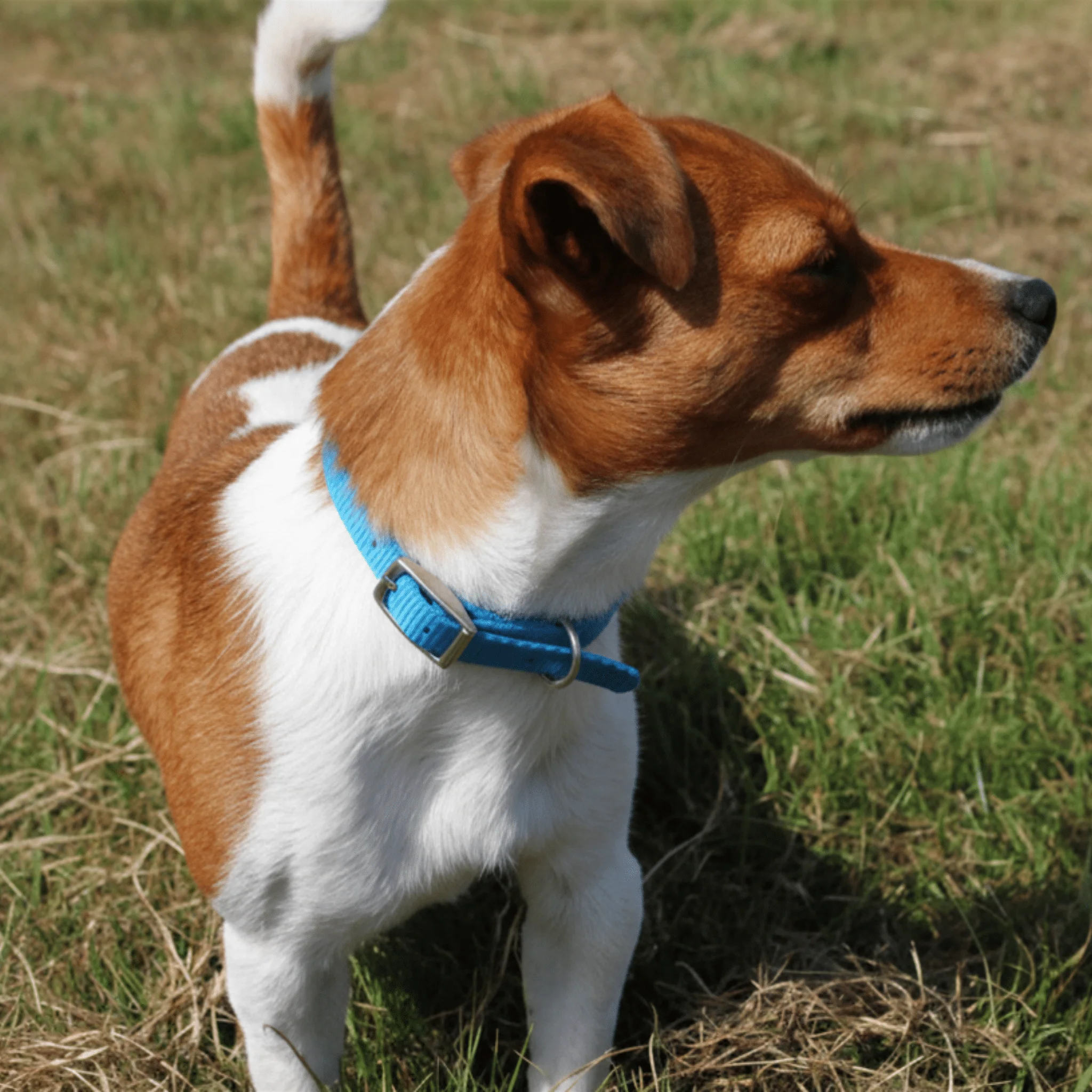 Ancol Viva Buckle Dog Collar - Blue - Image 2