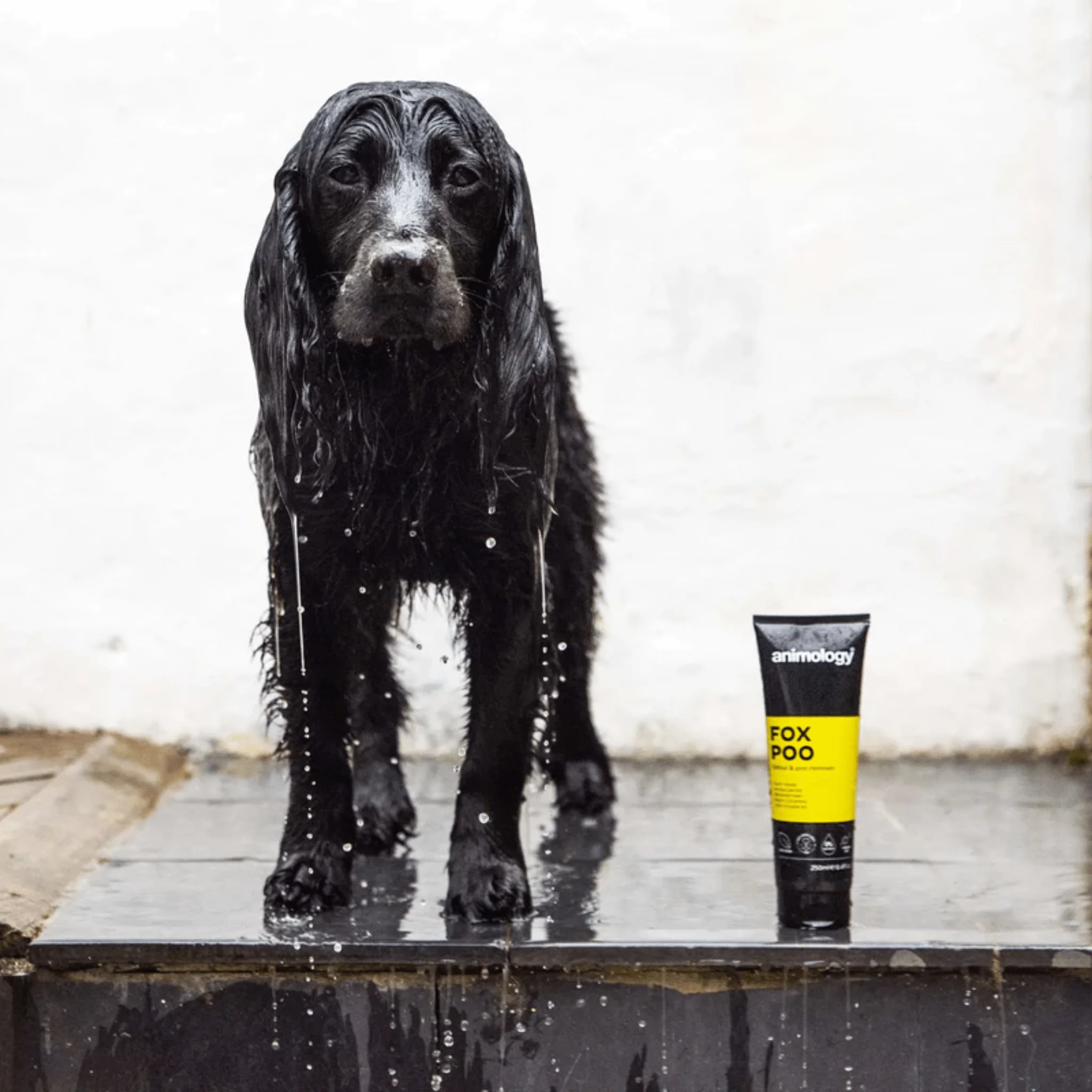 Animology Fox Poo Dog Shampoo 250ml - Image 2