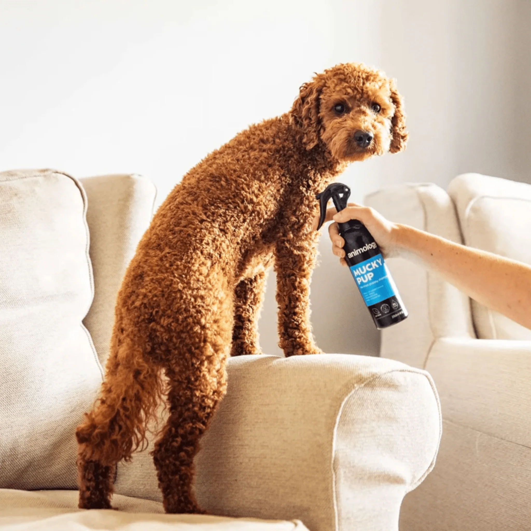 Animology Mucky Pup No Rinse Puppy Shampoo 250ml - Image 2