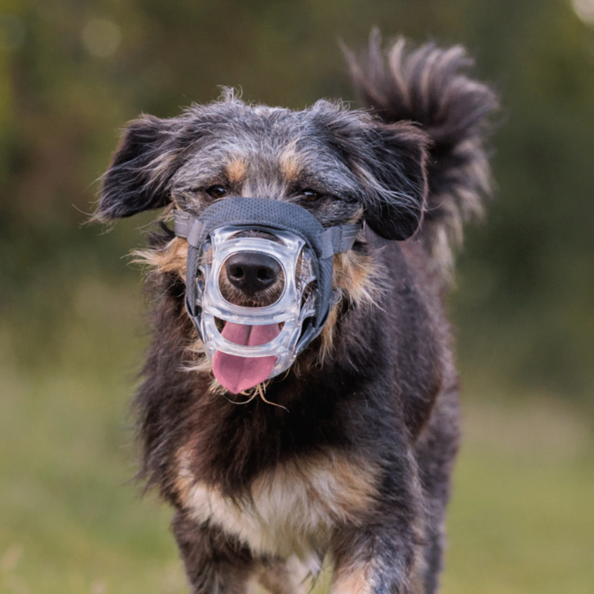 Baskerville INVISA Dog Muzzle - Image 2