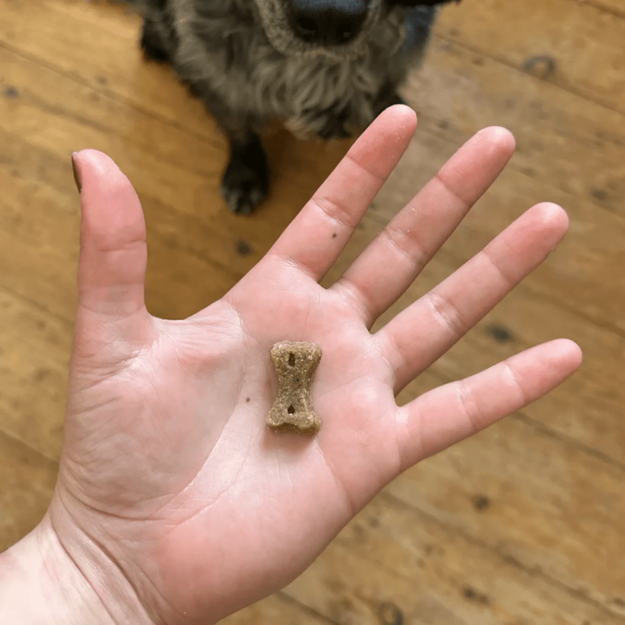 Beco Insect with Apple and Seeds Dog Treats - Image 3