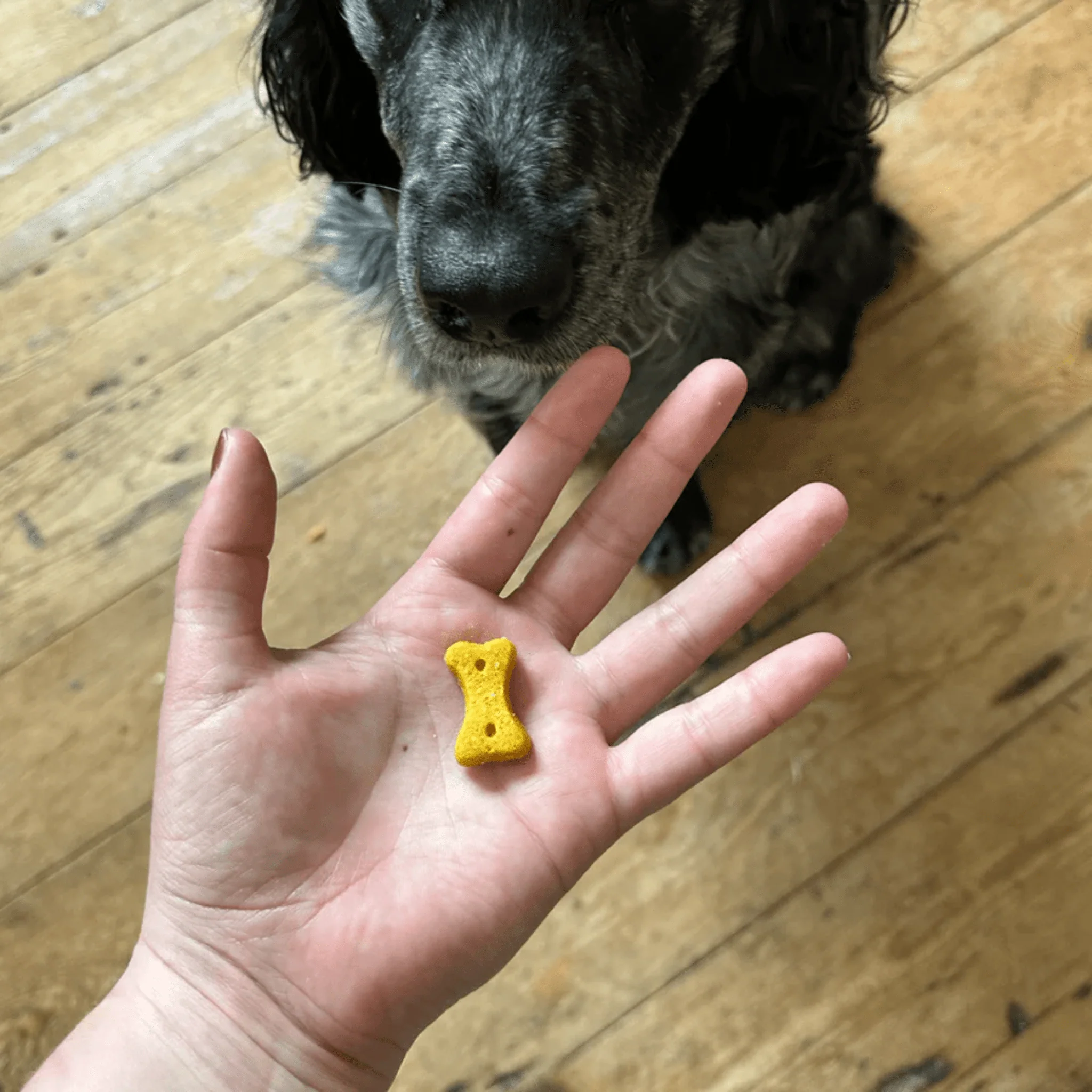 Beco Peanut, Coconut and Turmeric Dog Treats - Image 3