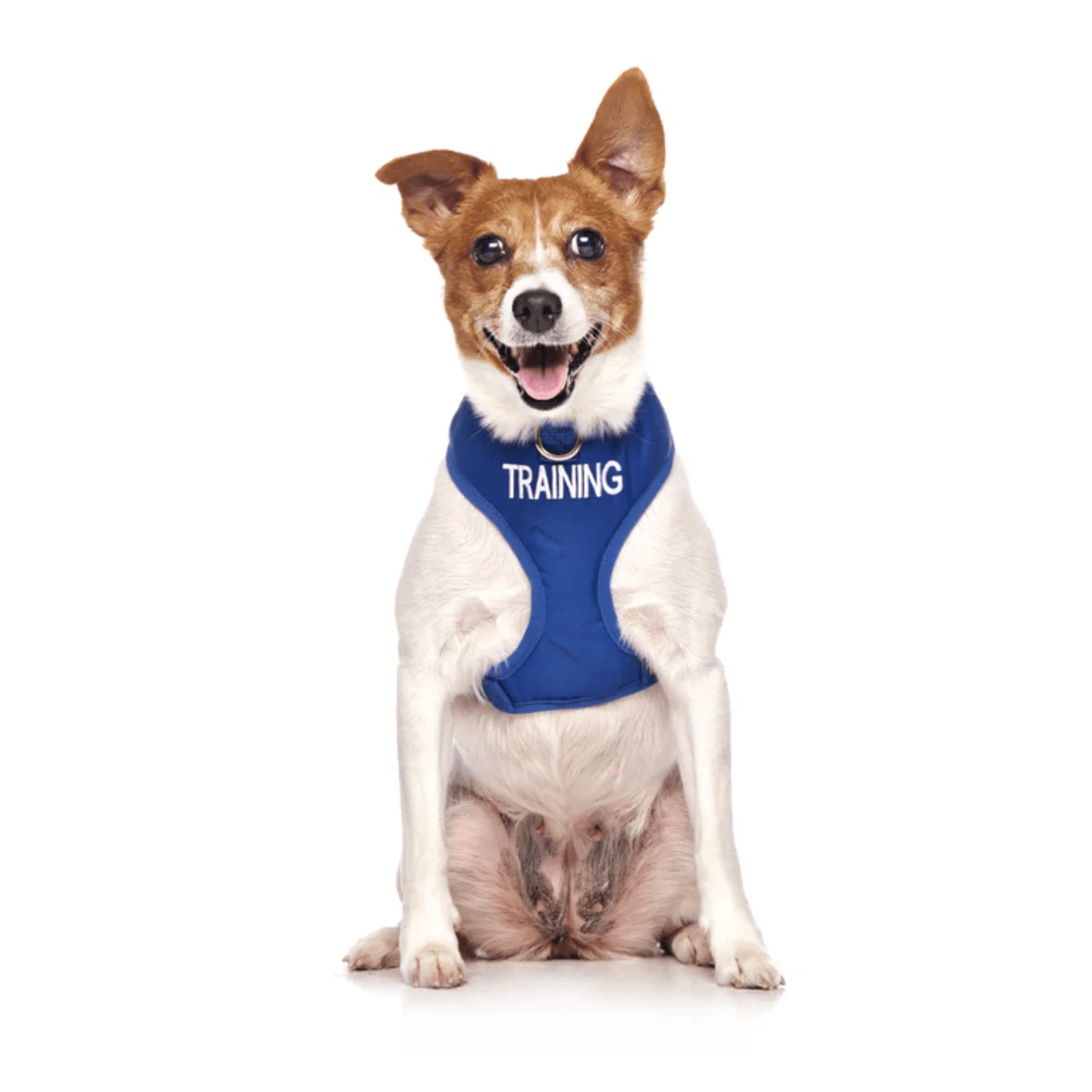 Dexil 'Training' Dog Vest Harness - Image 2