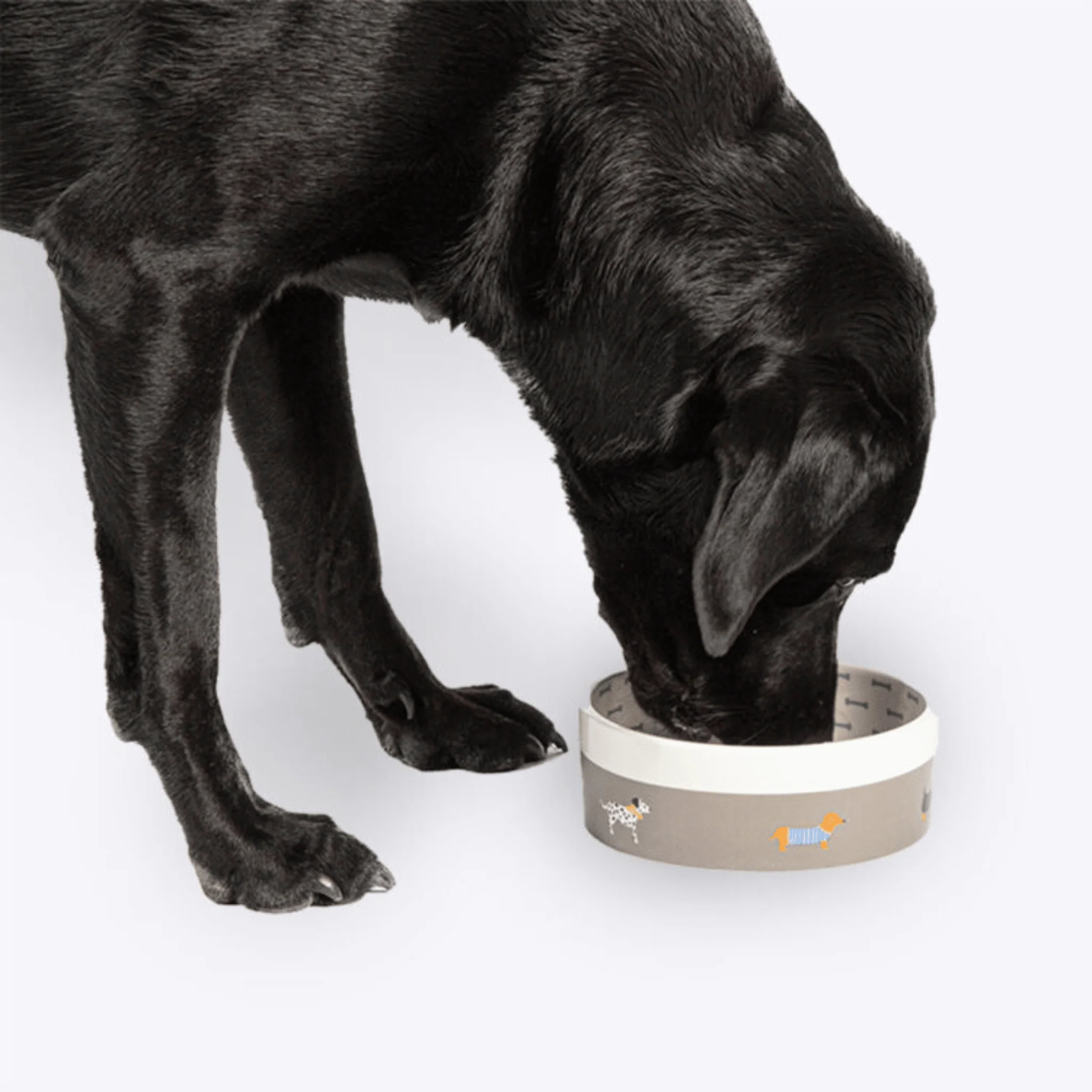FatFace Marching Dogs Bowl - Image 3