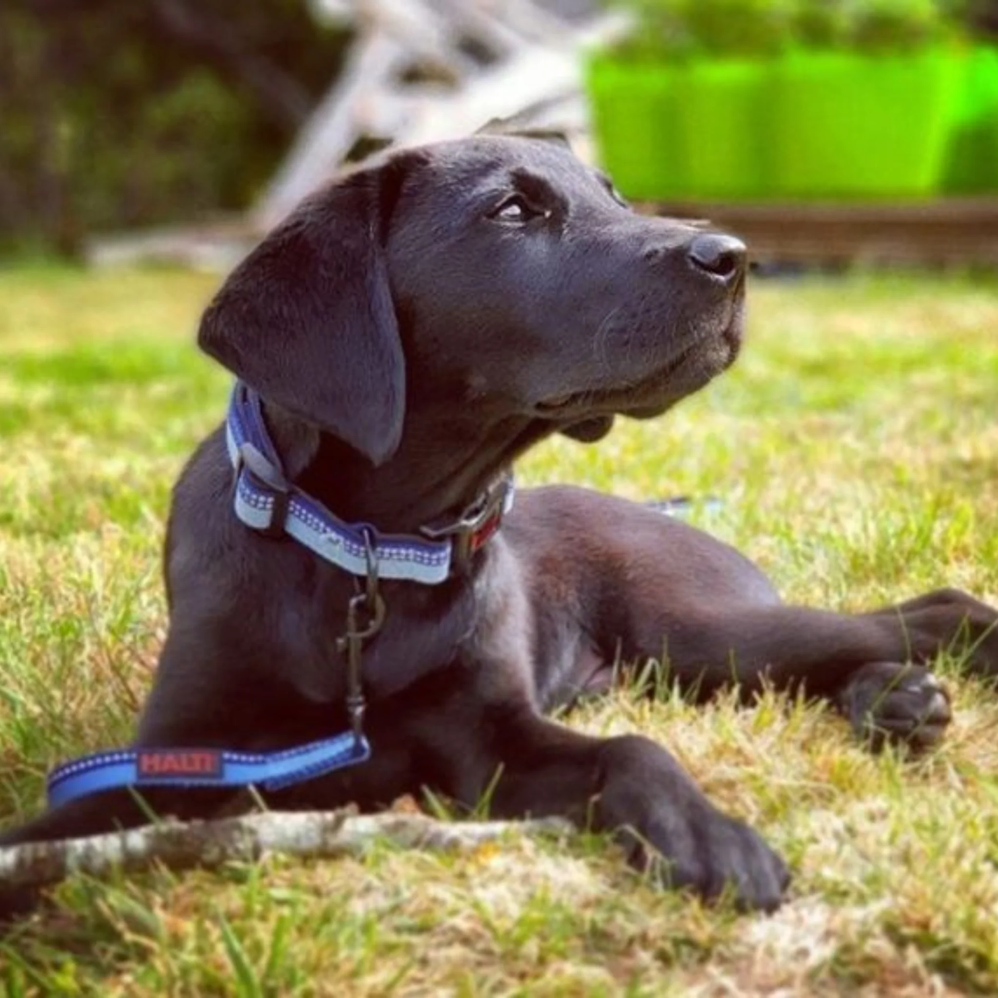 Halti Comfort Dog Collar - Purple - Image 3