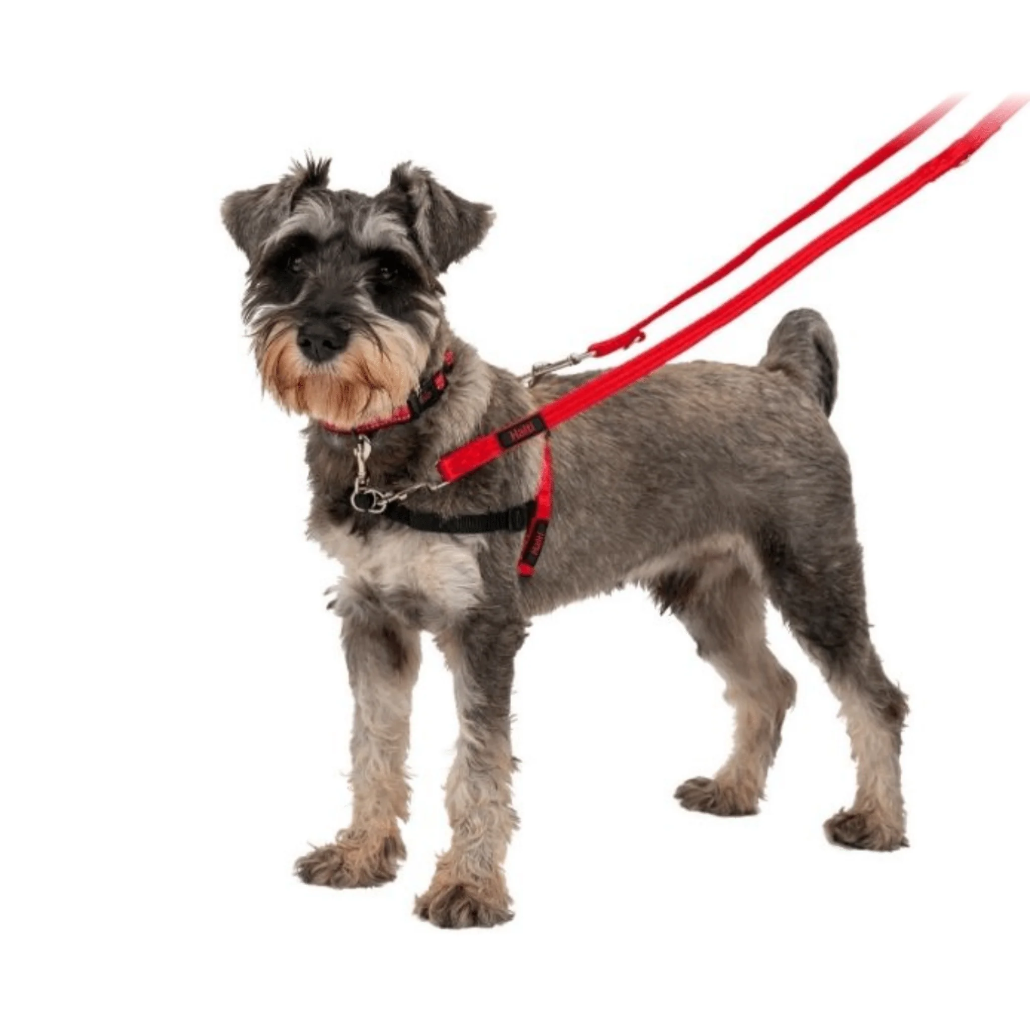 Halti Dog Training Lead - Red - Image 3