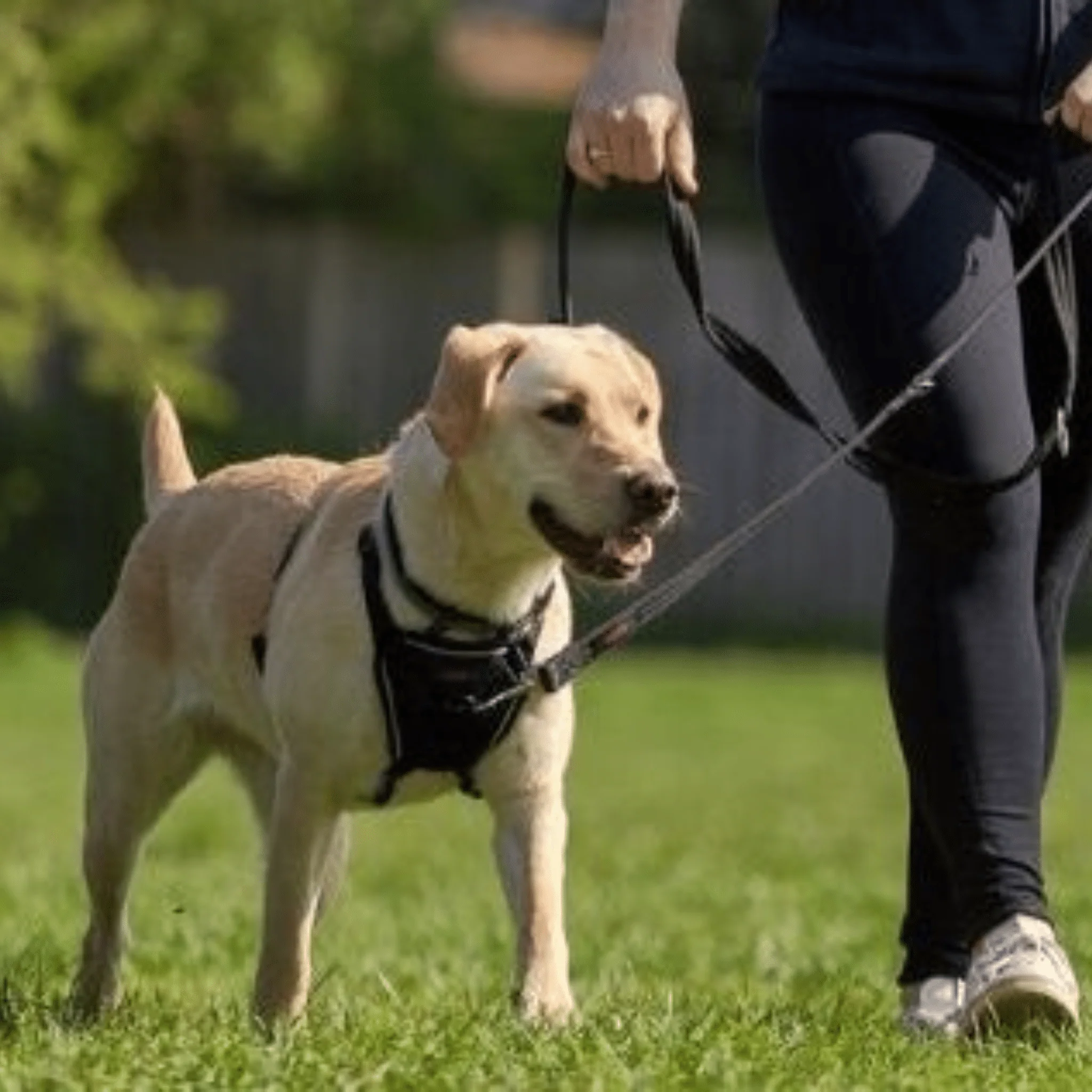 Halti Dog Training Lead - Red - Image 4