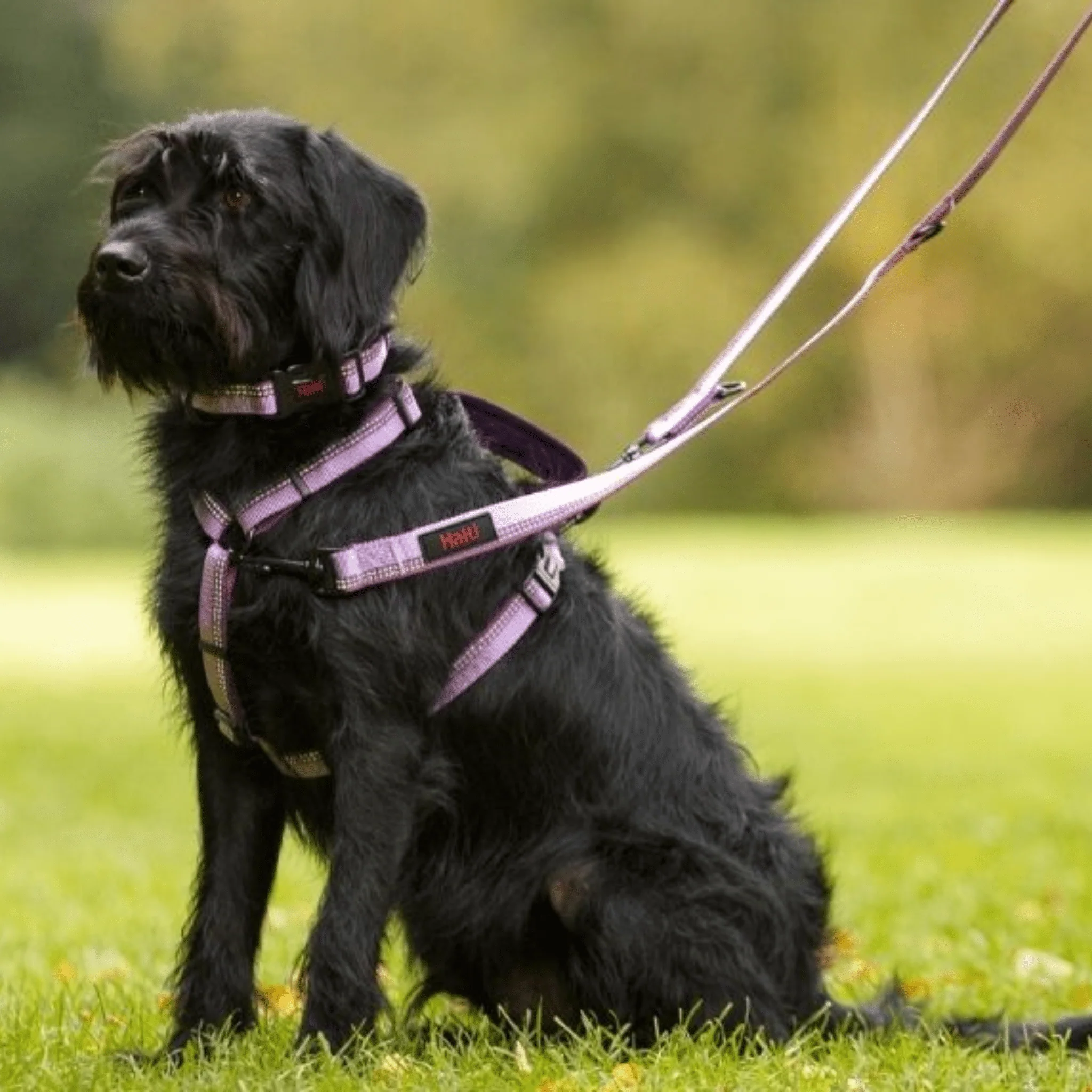 Halti Double Ended Dog Lead - Image 2