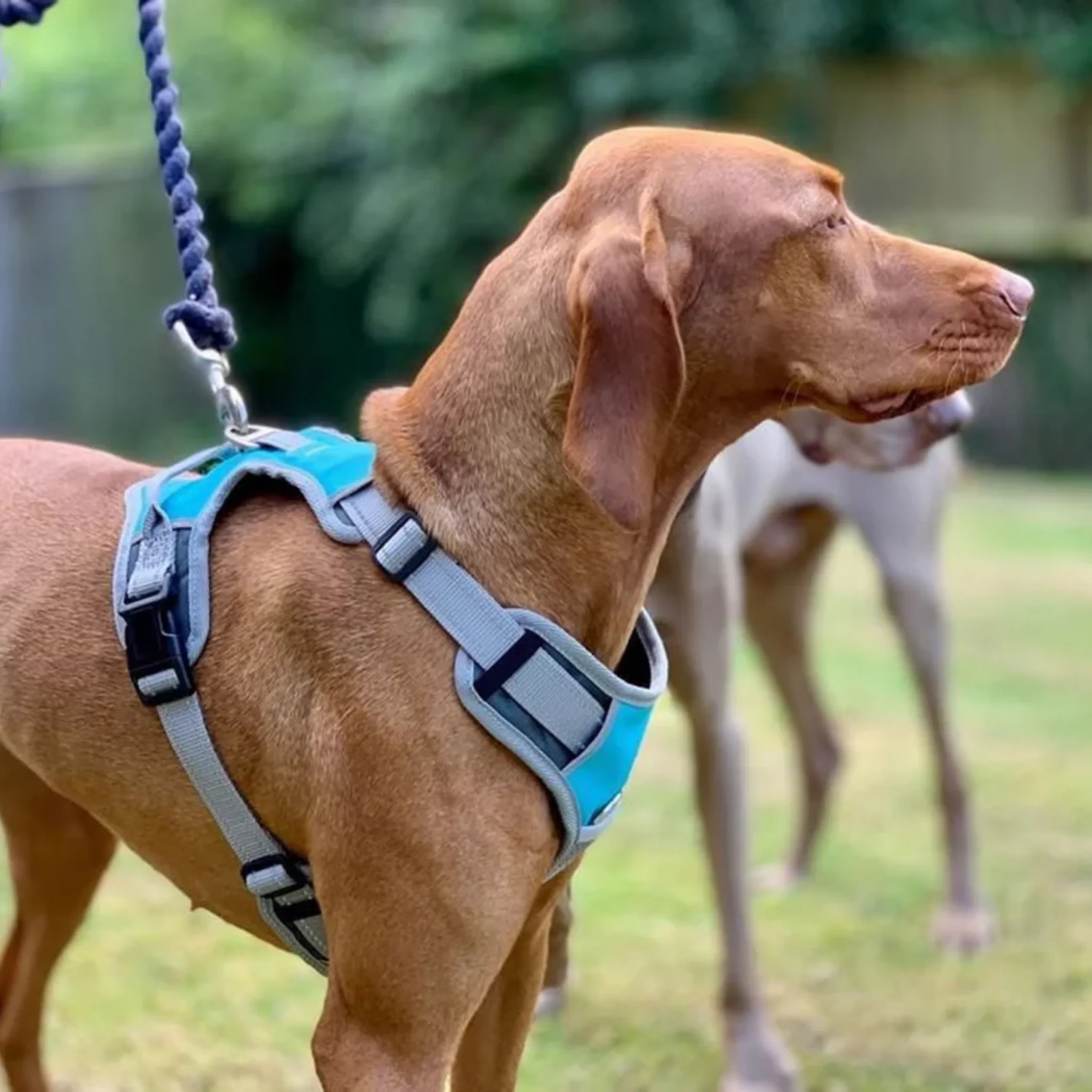 Henry Wag Dog Travel Harness - Image 2