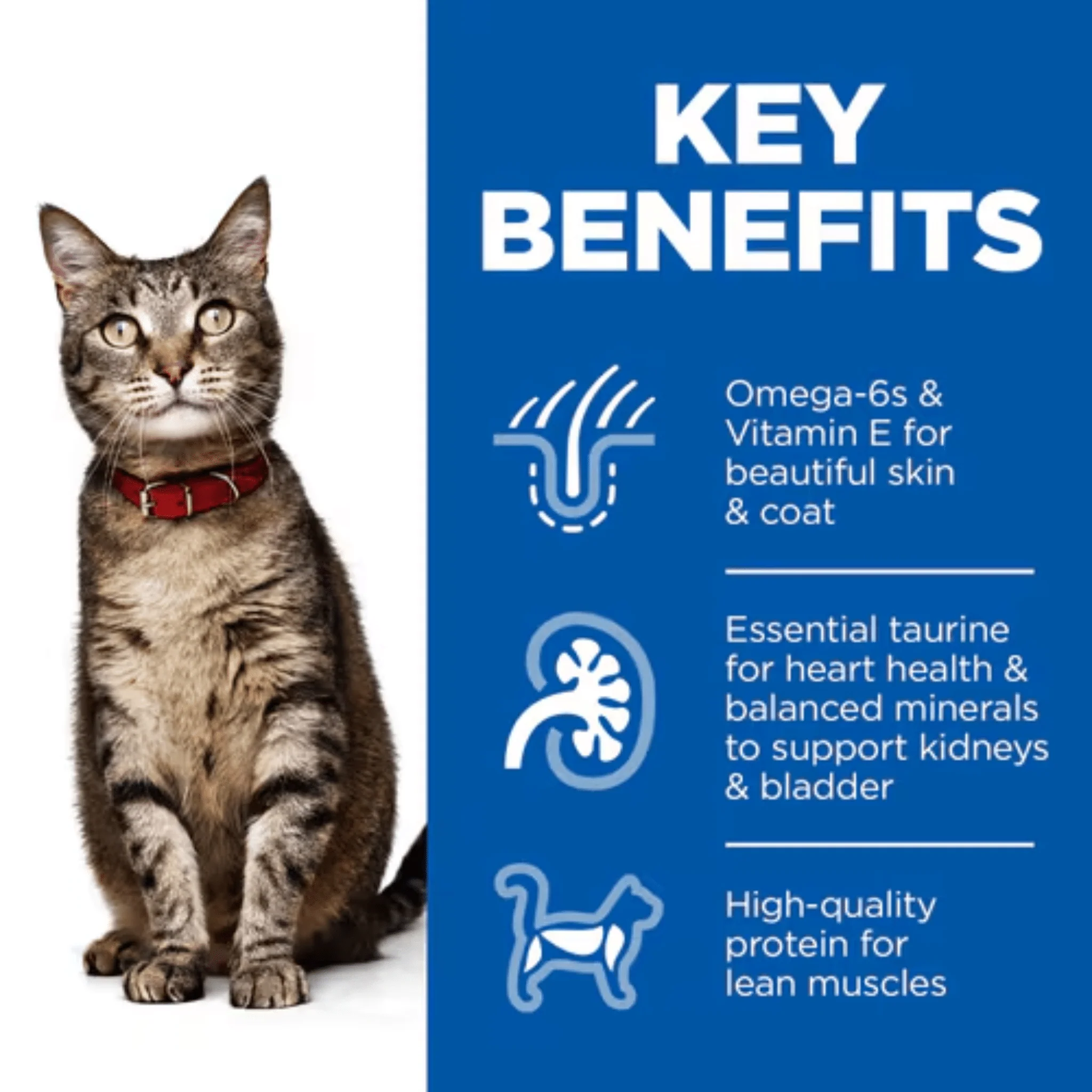 Hill's Adult Wet Cat Food with Chicken - Image 3