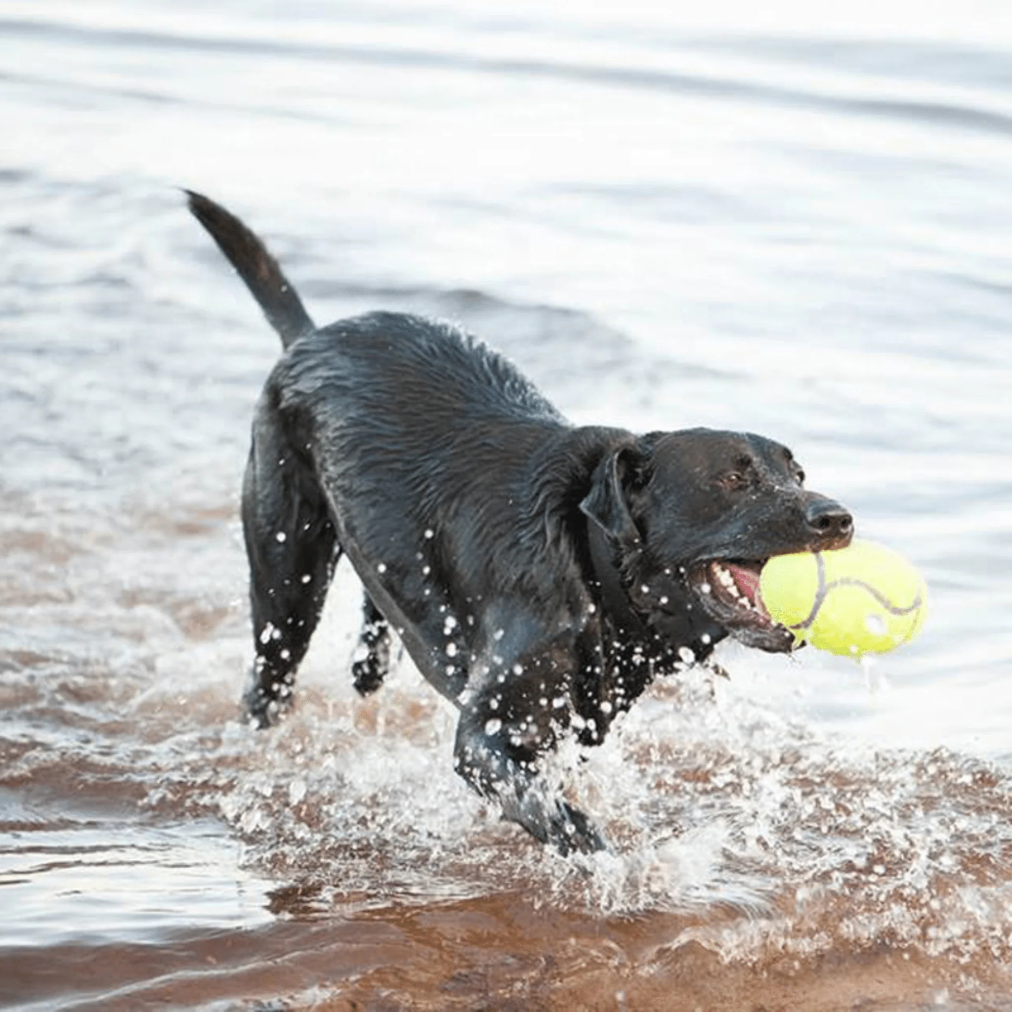 KONG AirDog Squeaker Football - Image 4