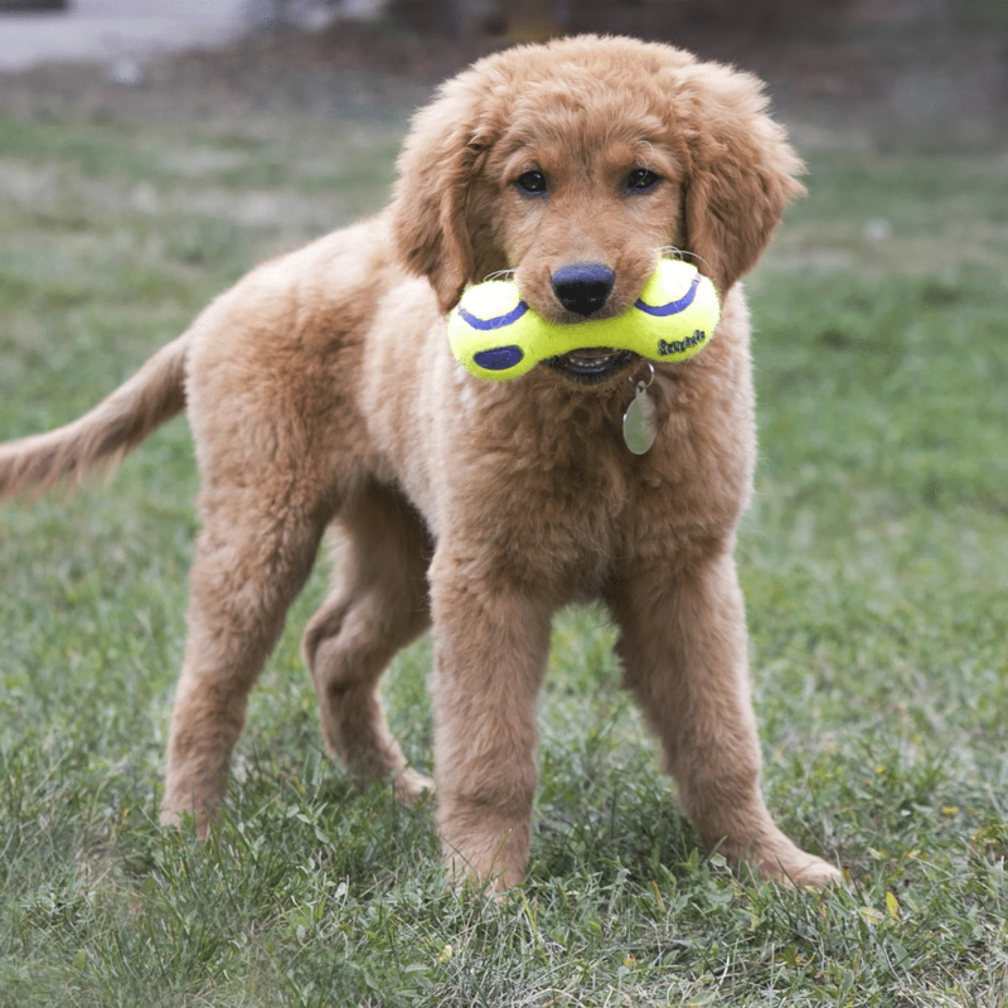 KONG AirDog Squeaker Dumbbell - Image 4