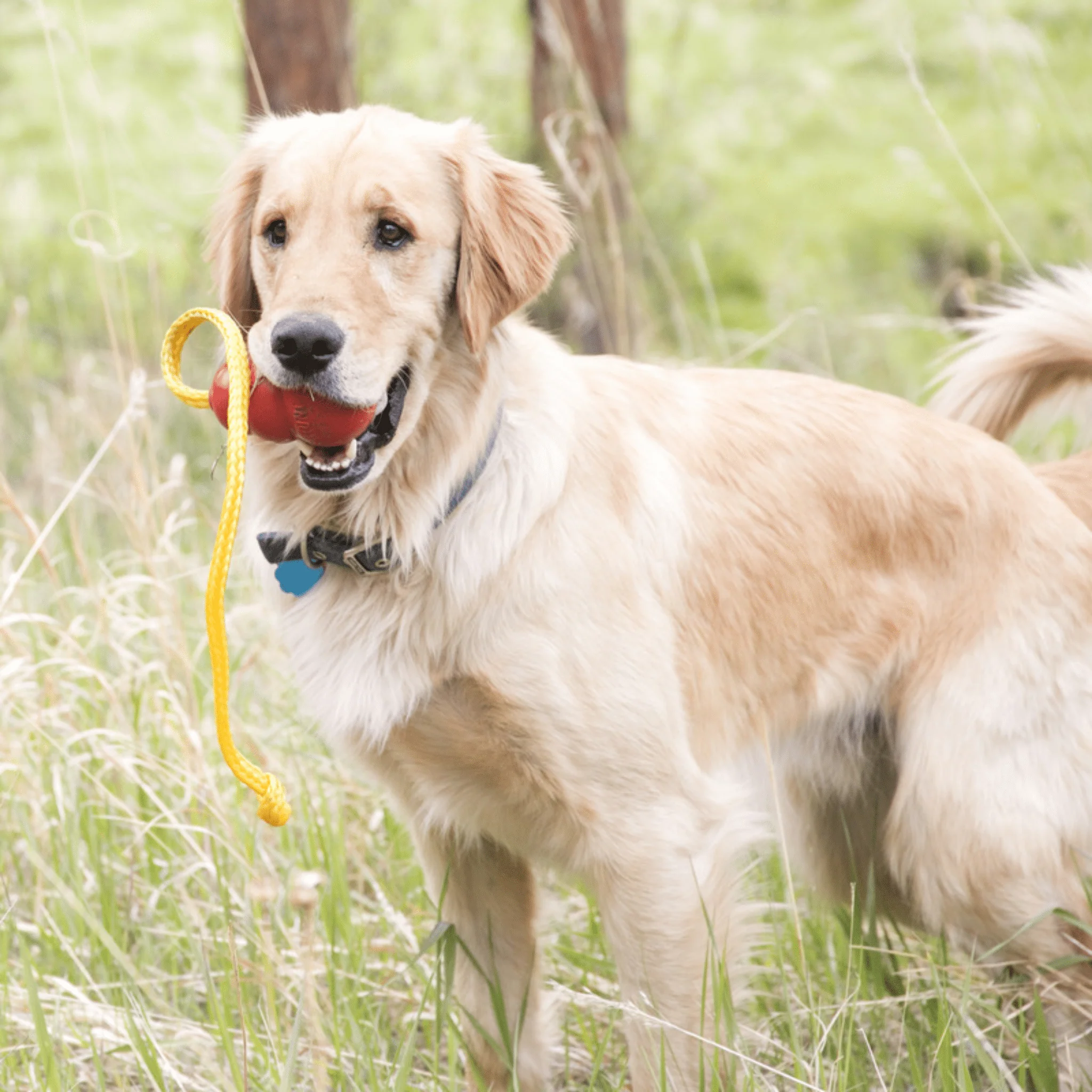 KONG Classic with Rope - Image 4