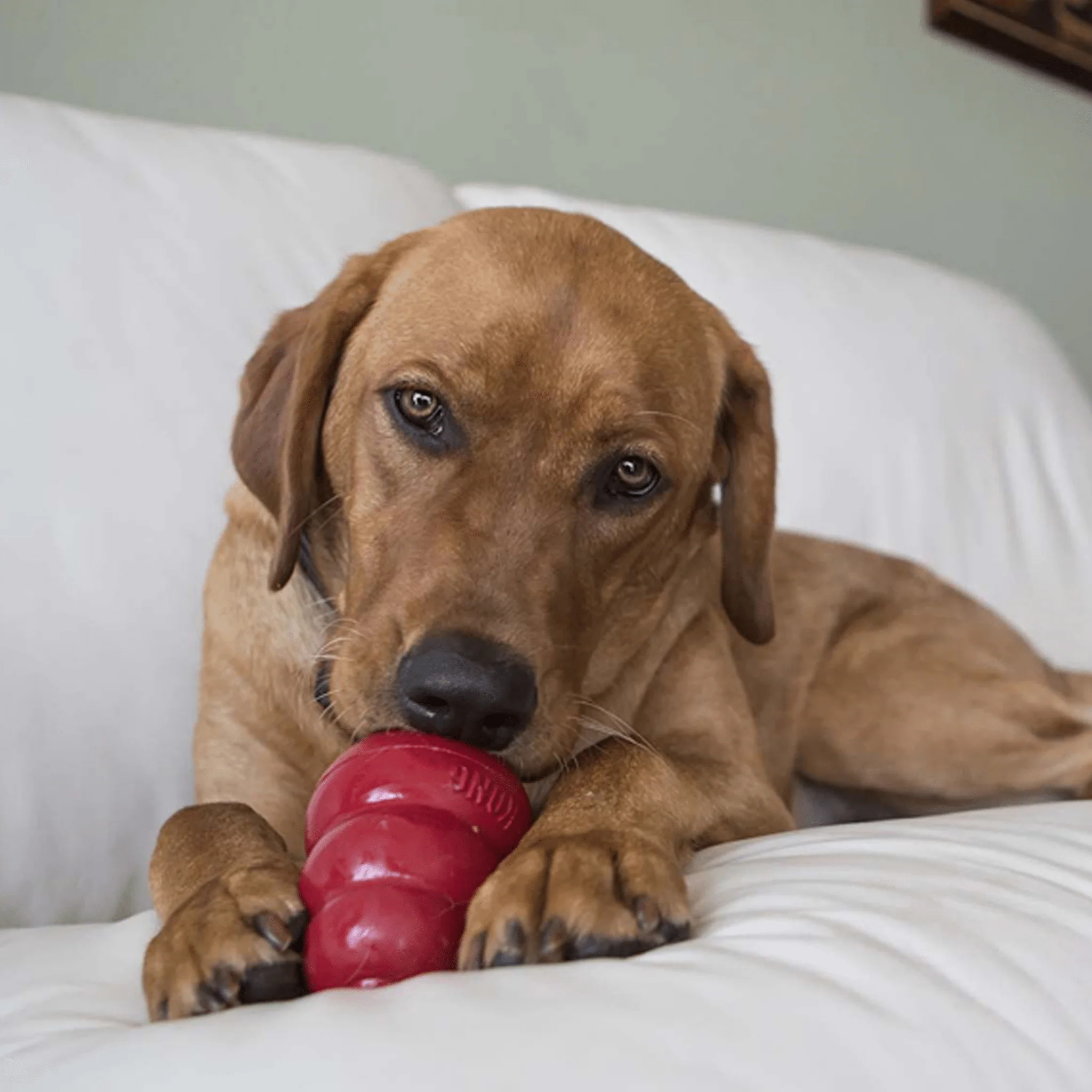 KONG Easy Treat - Liver - Image 5