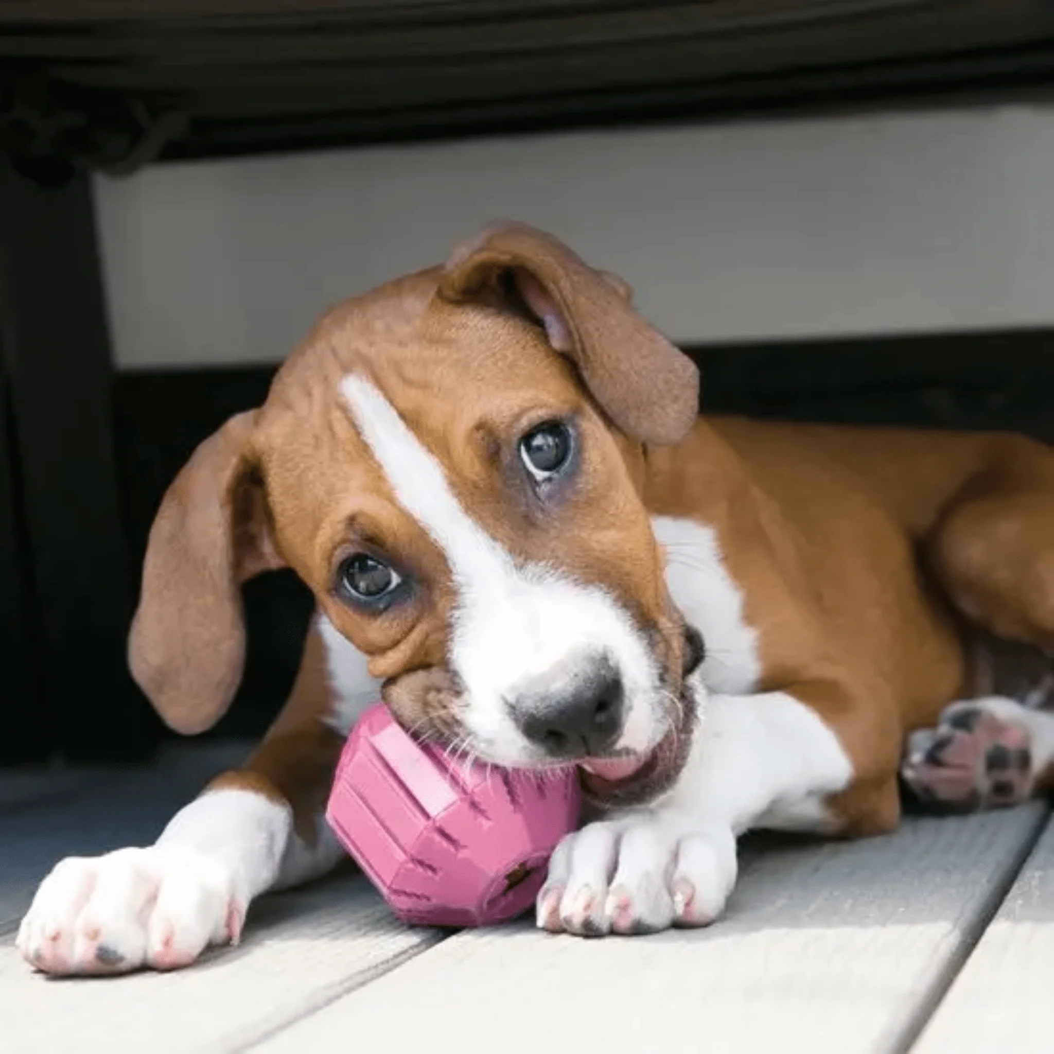 KONG Puppy Activity Ball - Image 2