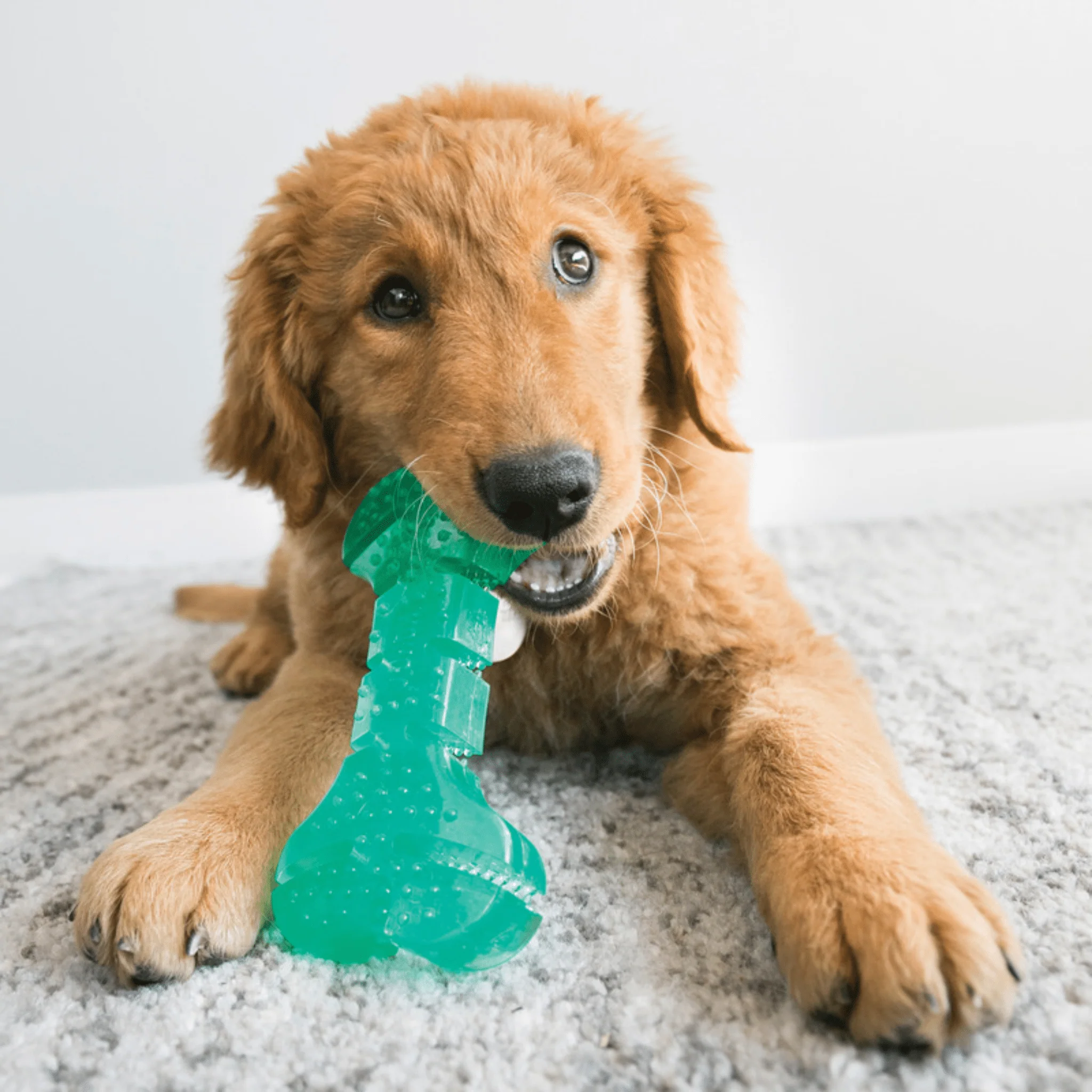 KONG Dental Squeezz Stick - Image 4