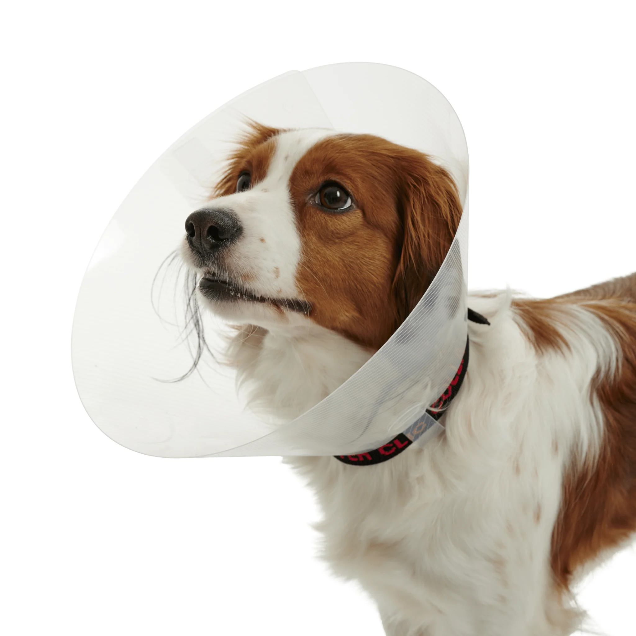 Kruuse BUSTER Classic Recovery Collar (Transparent) - Image 2