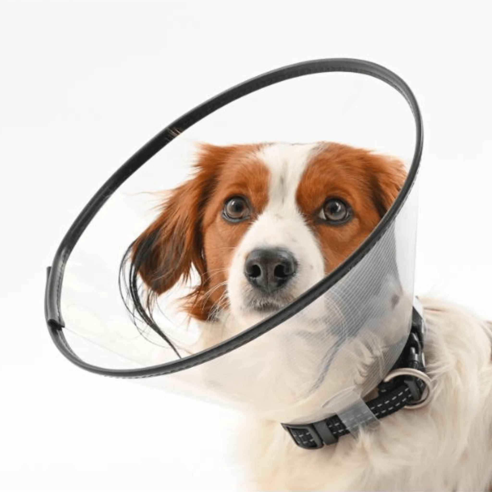 Kruuse BUSTER Comfort Recovery Collar - Image 2