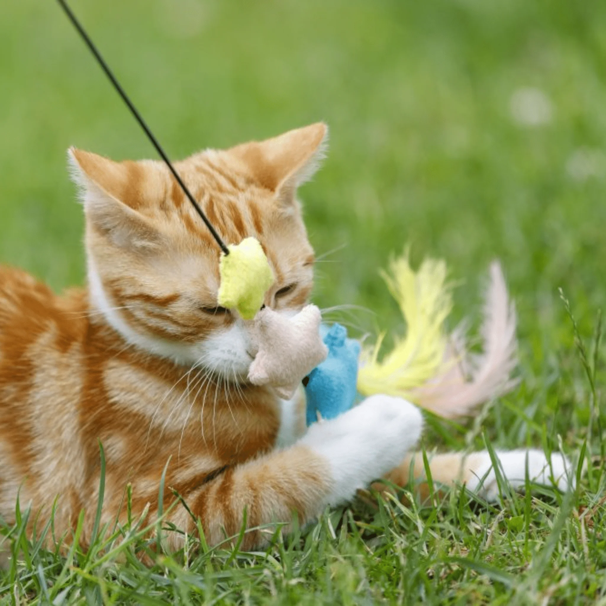 Little Petface Dream Big Teaser Cat Toy - Image 4