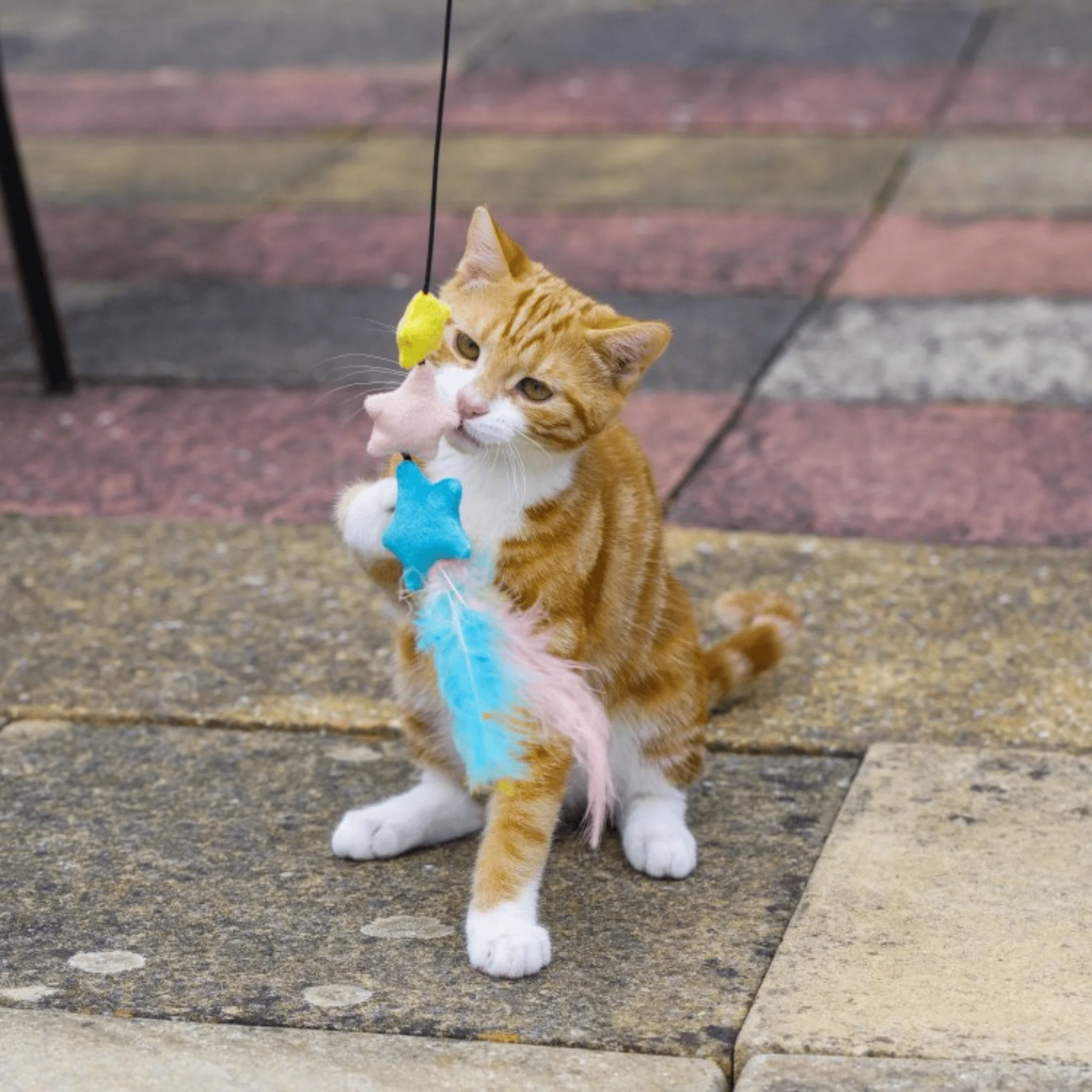 Little Petface Dream Big Teaser Cat Toy - Image 5