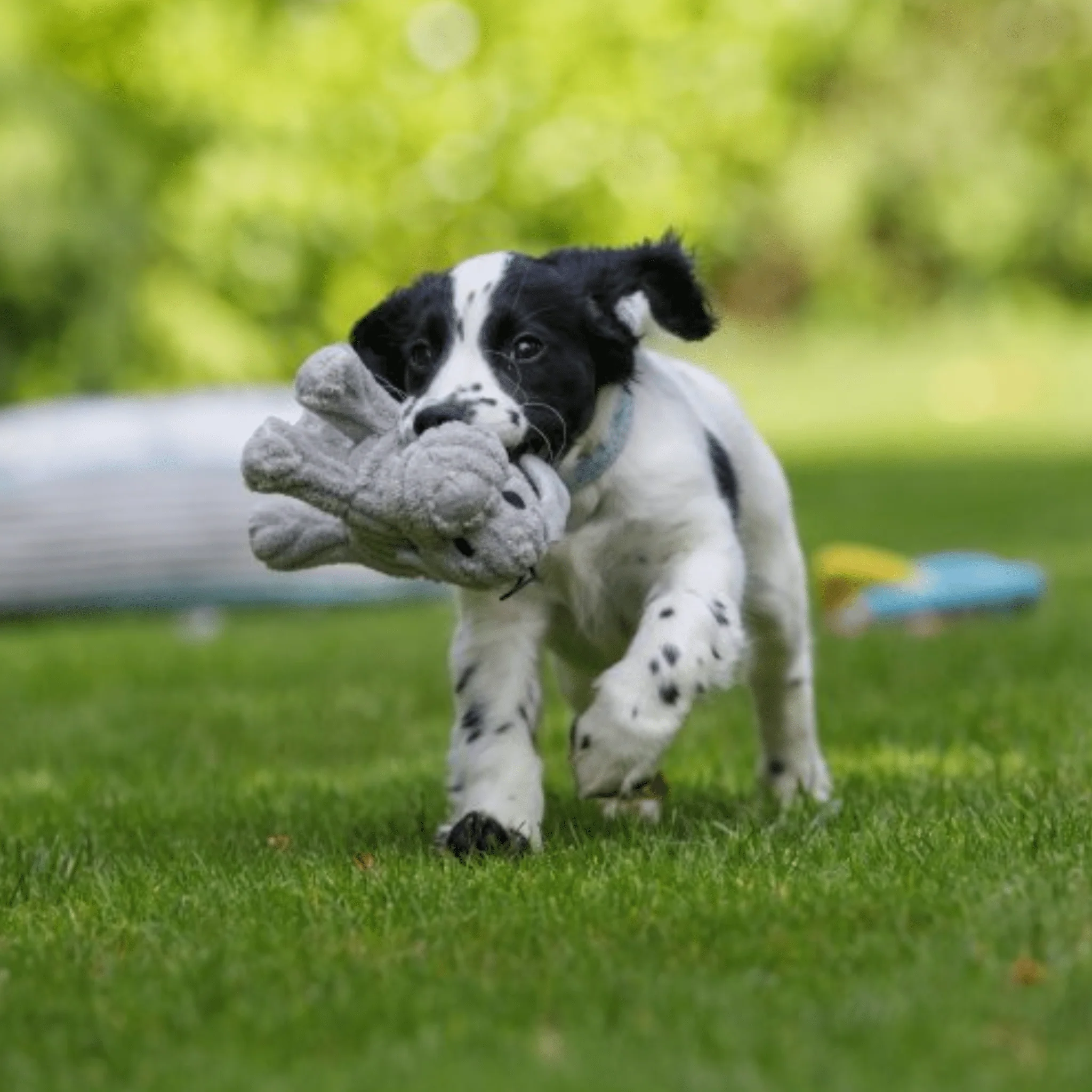 Little Petface Freddi Small Dog & Puppy Toy - Image 5