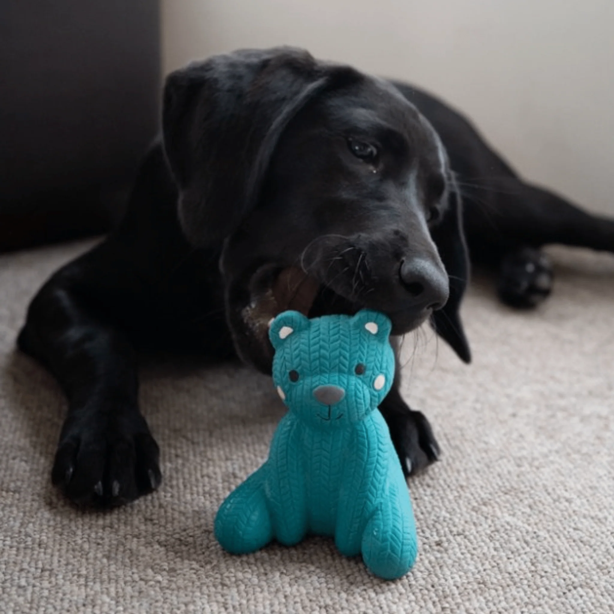 Little Petface Ted Latex Bear Dog Toy - Image 5