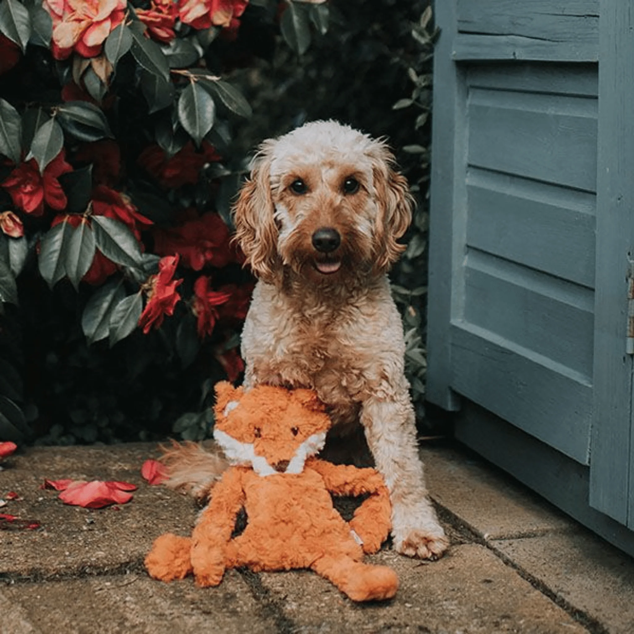 My Dog Fox Dog Toy - Image 4