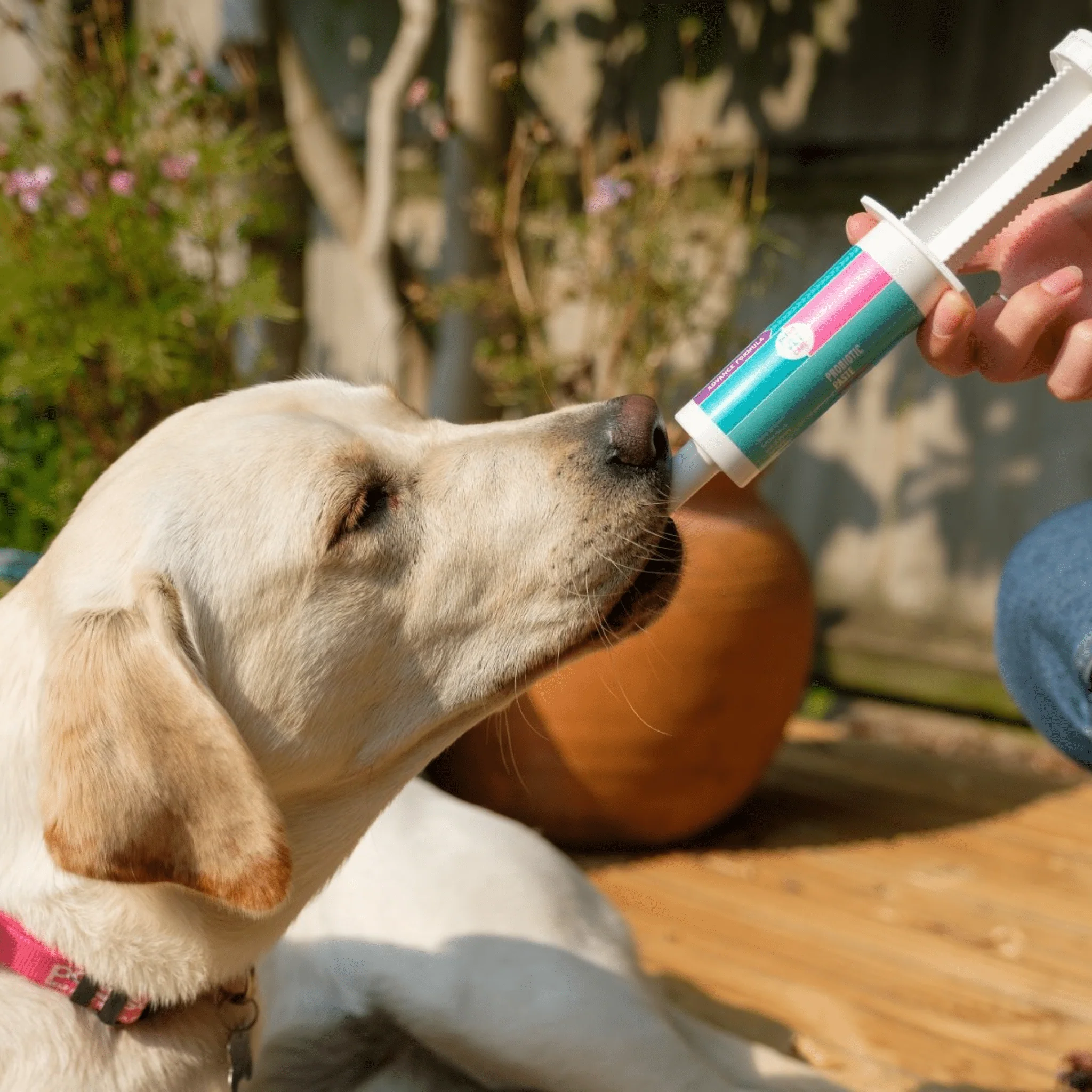 PDSA Vet Care | Advanced Probiotic Paste for Cats and Dogs - Image 4