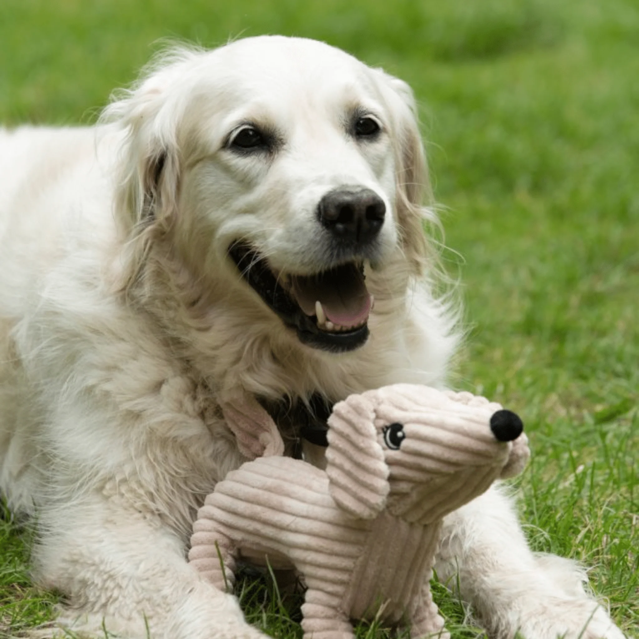 Petface Buddies Dougie Deli Dog Dog Toy - Image 3