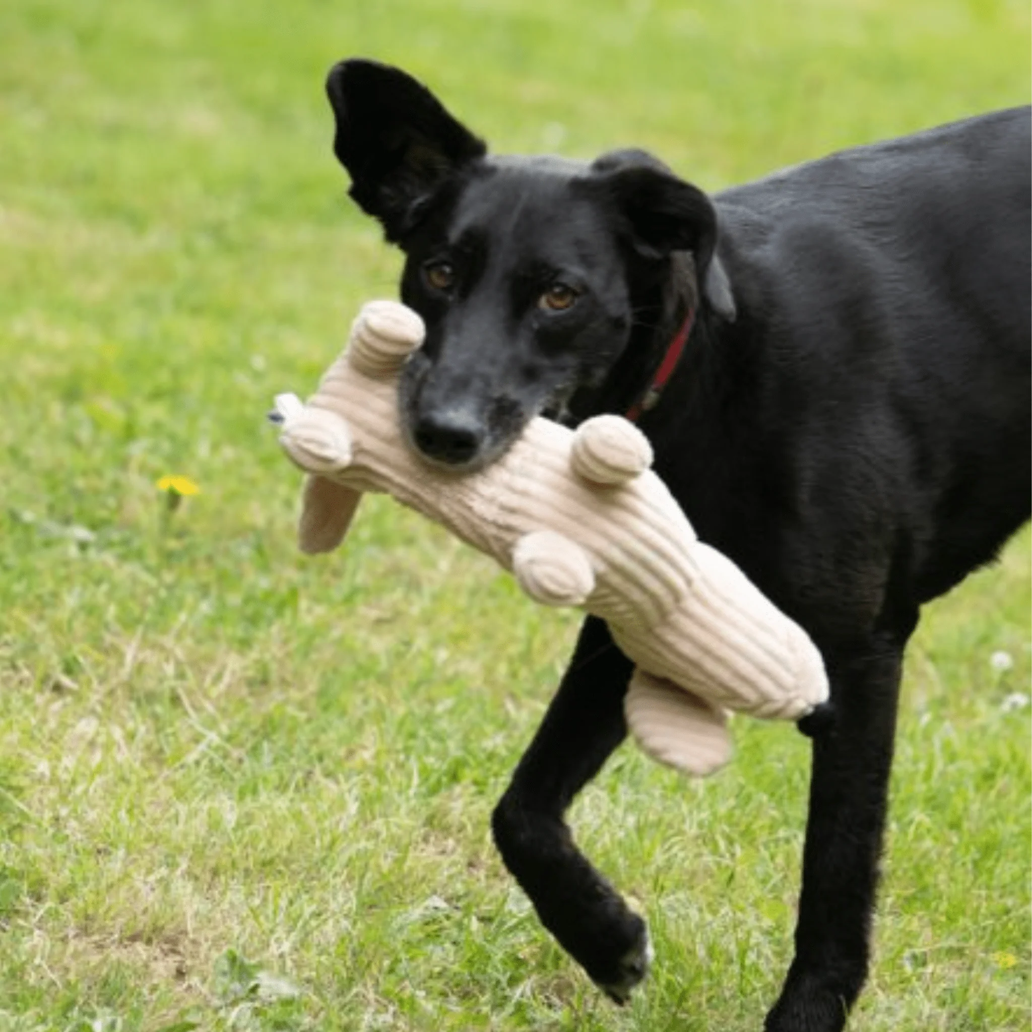 Petface Buddies Dougie Deli Dog Dog Toy - Image 4