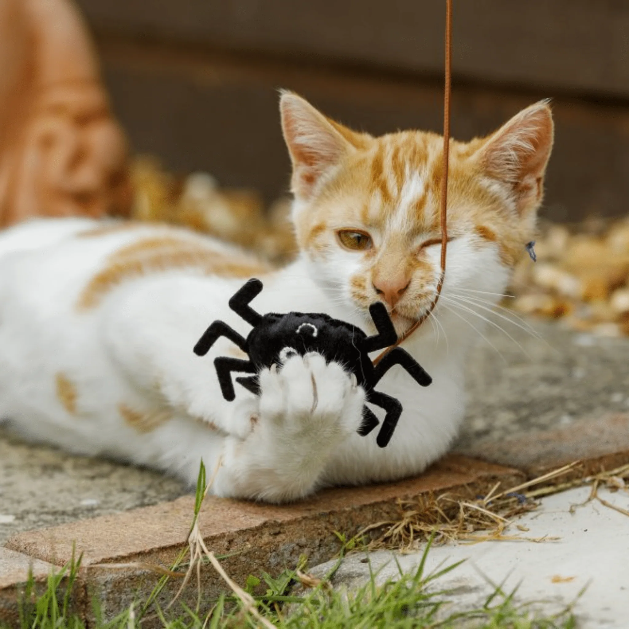 Petface Catnip Spider Teaser Cat Toy - Image 4