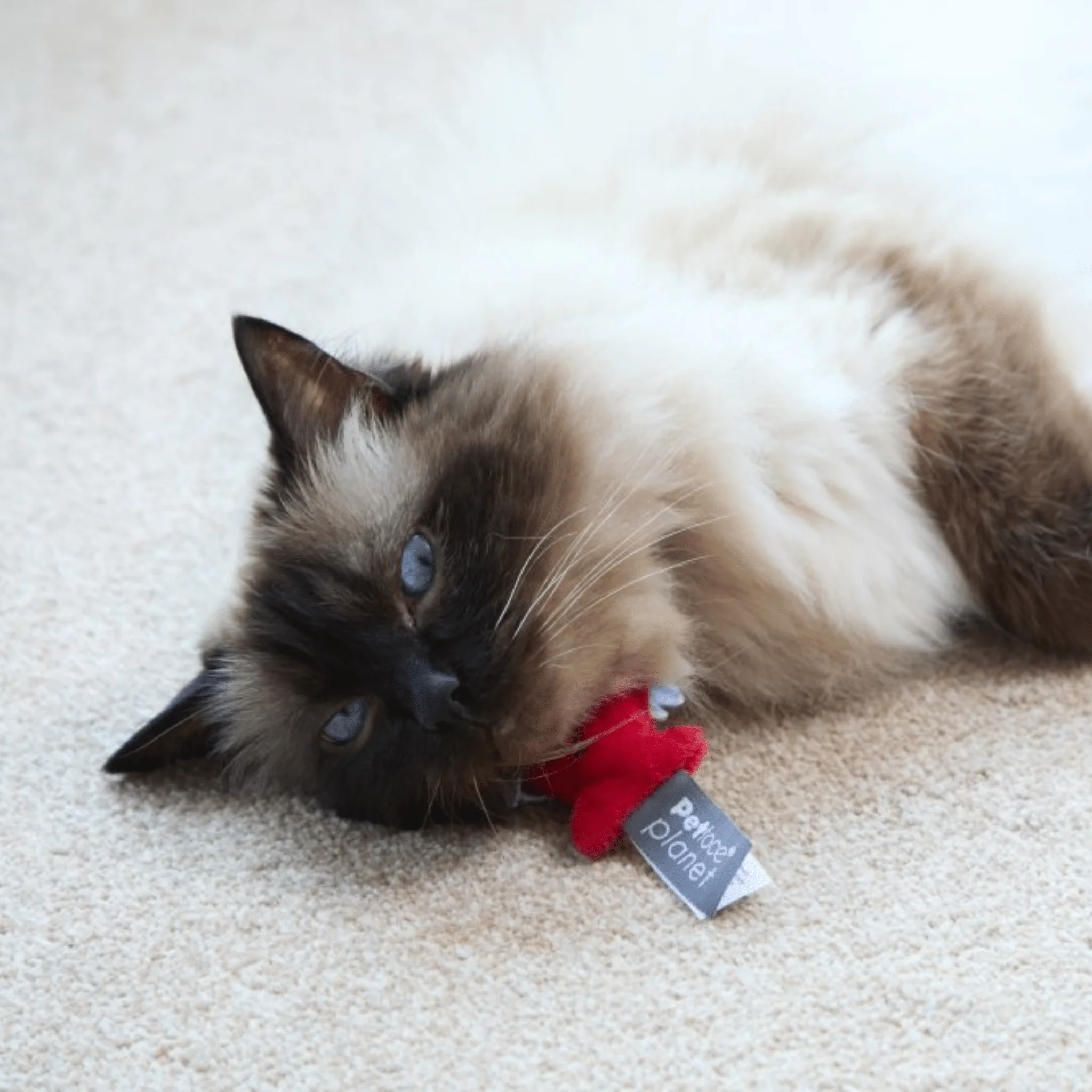 Petface Parker Piranha Cat Toy - Image 5