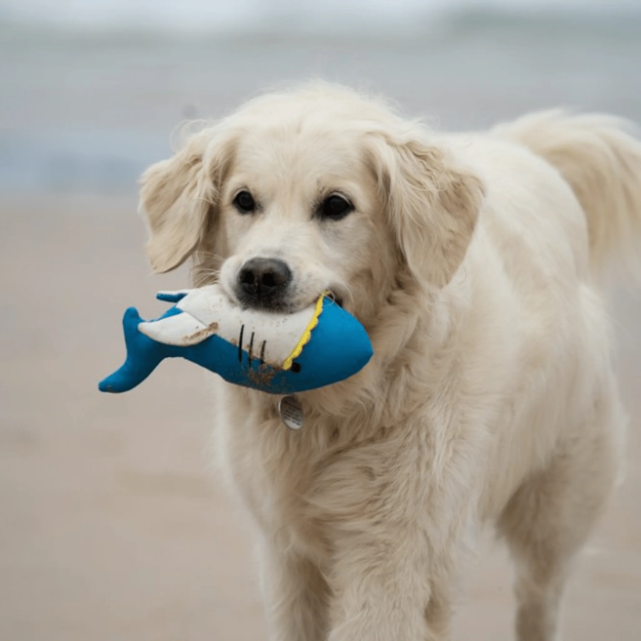 Petface Salina Shark Dog Toy - Image 5