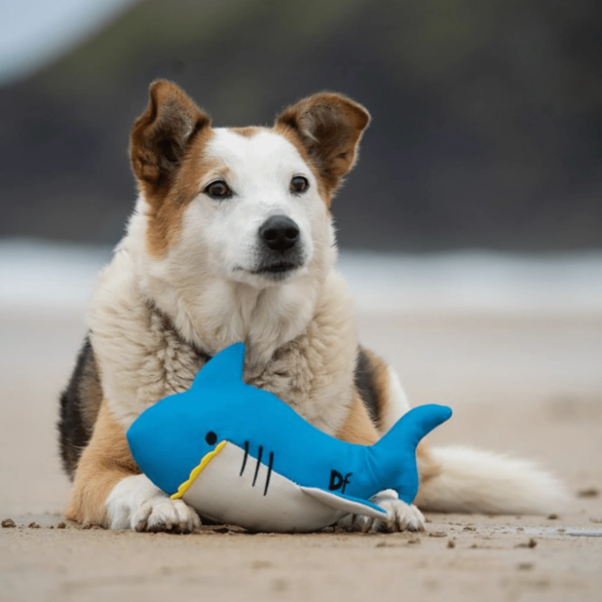 Petface Salina Shark Dog Toy - Image 6