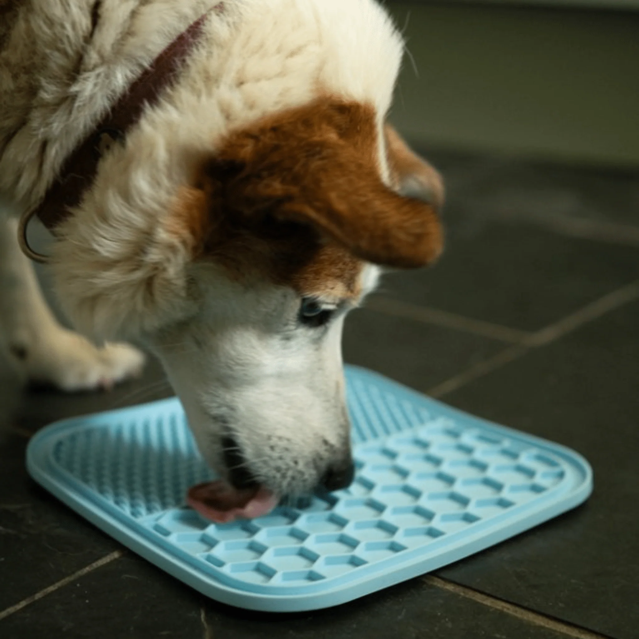 Petface Treat Mat with Suction Cup (2PK) - Image 5