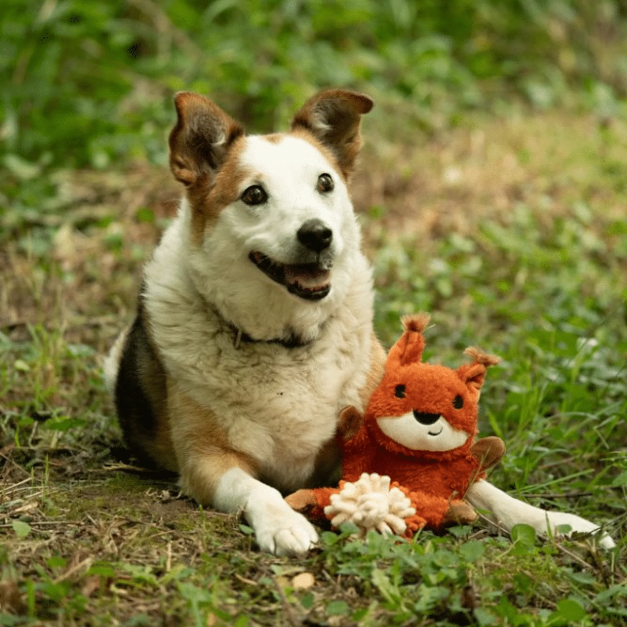 Petface Woodland Saffia Squirrel Dog Toy - Image 5