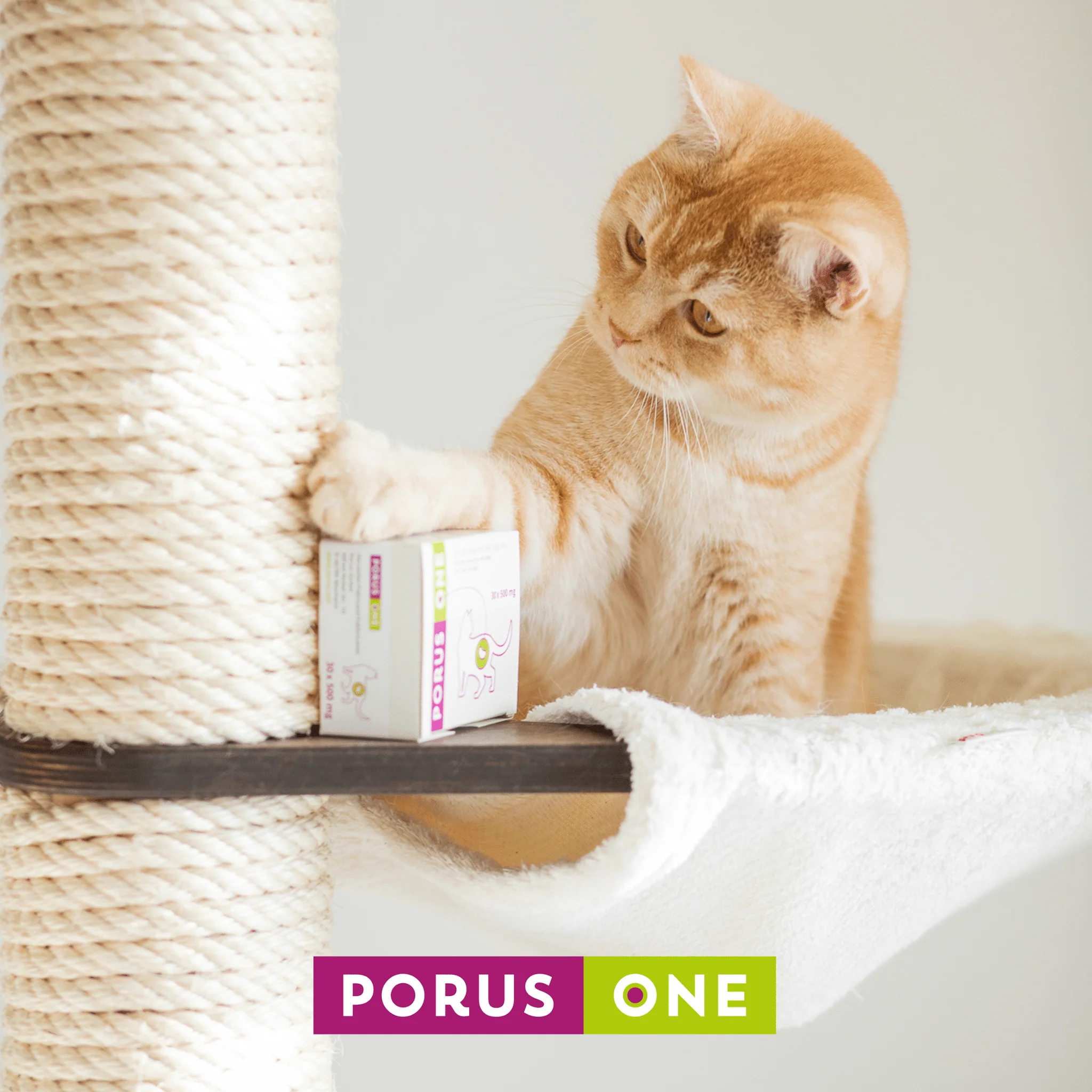 Porus One kIdney support for cats (500mg Sachet x 30) - Image 6
