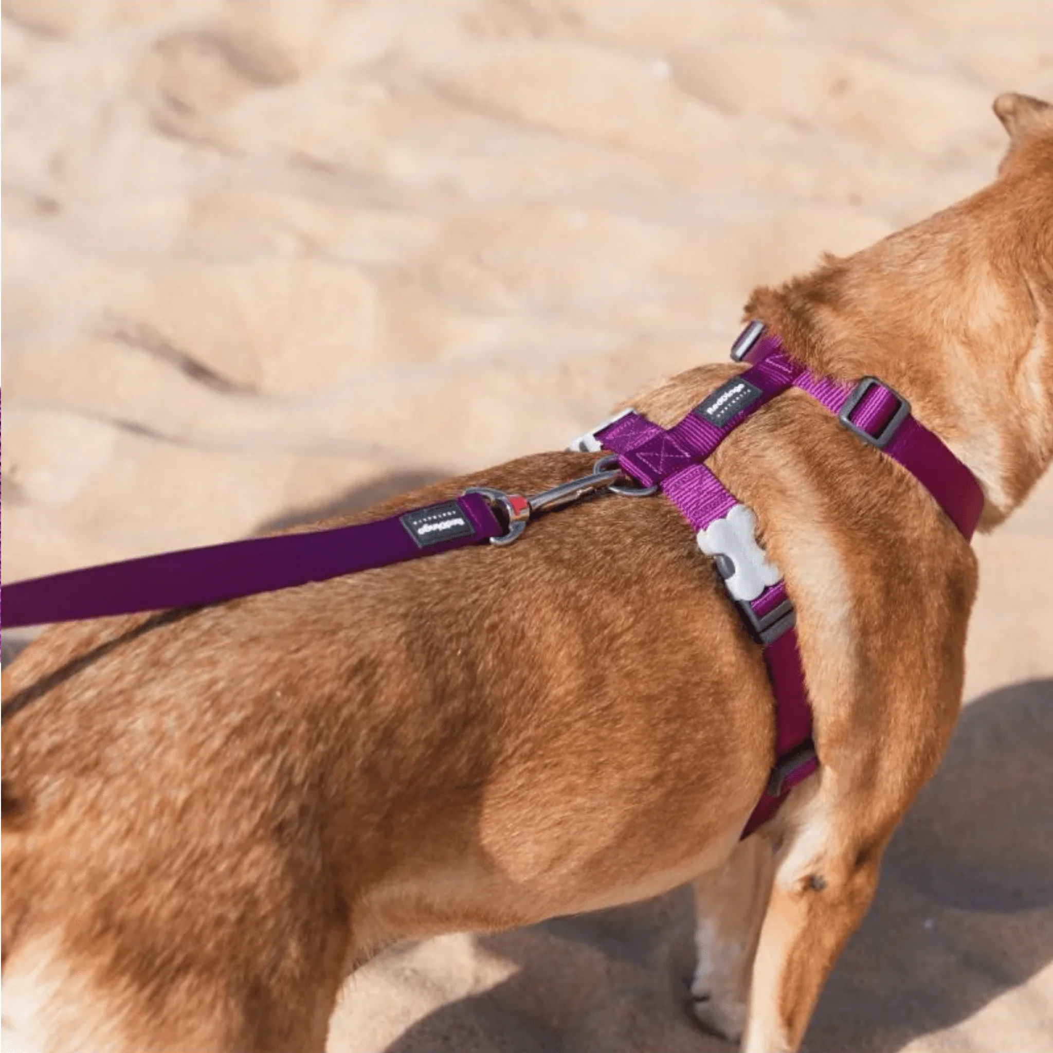 Red Dingo Classic Purple Dog Lead - Image 3