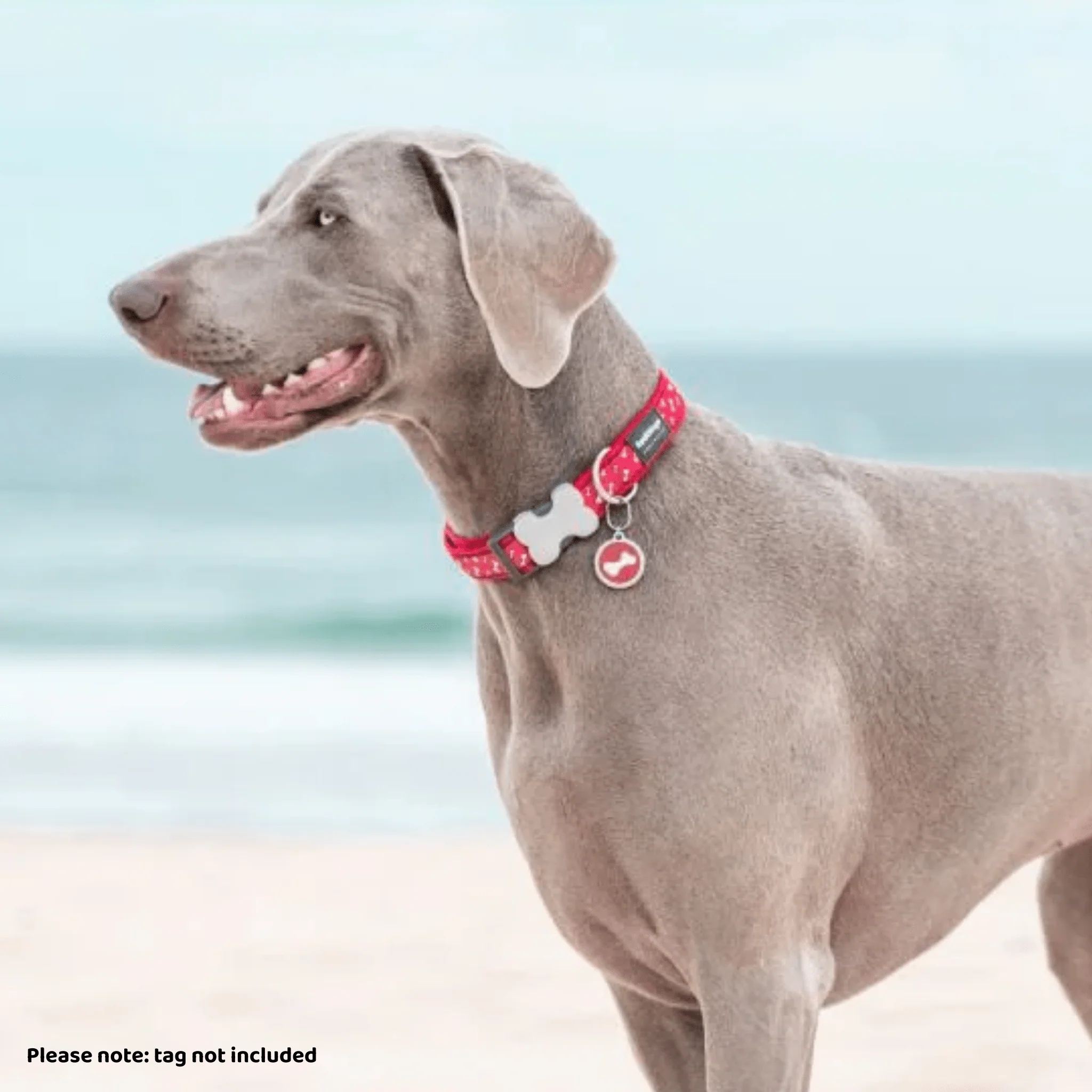 Red Dingo Dog Collar Flying Bones Red - Image 3