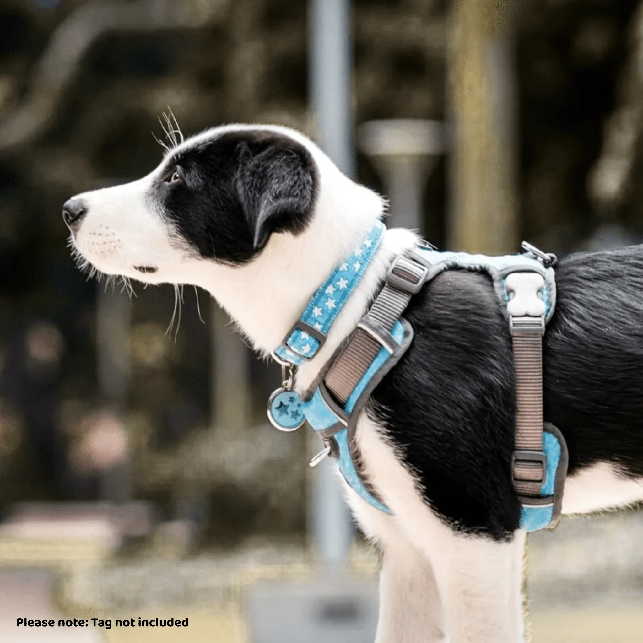 Red Dingo Dog Collar Stars White on Turquoise - Image 3