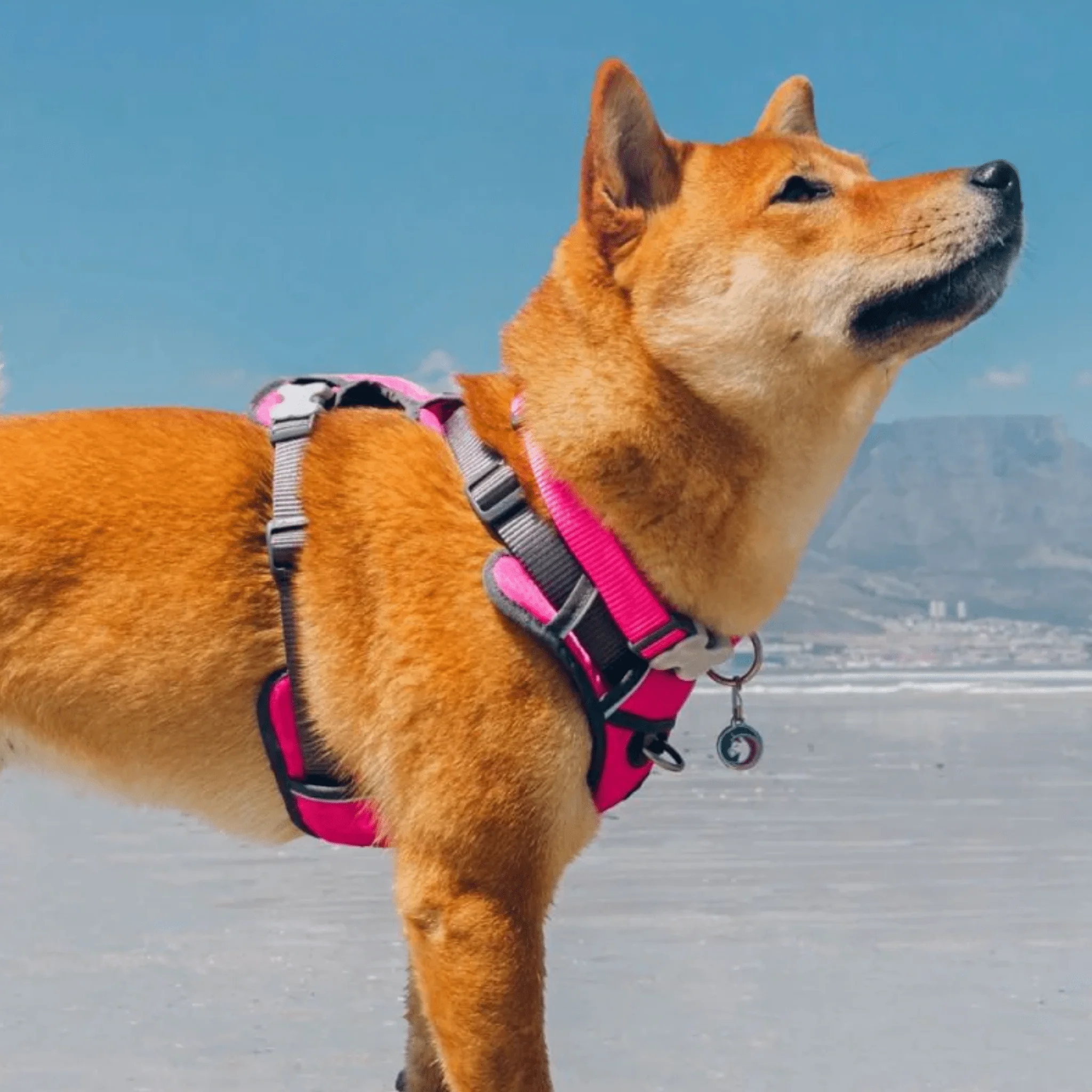 Red Dingo Padded Pink Dog Harness - Image 2