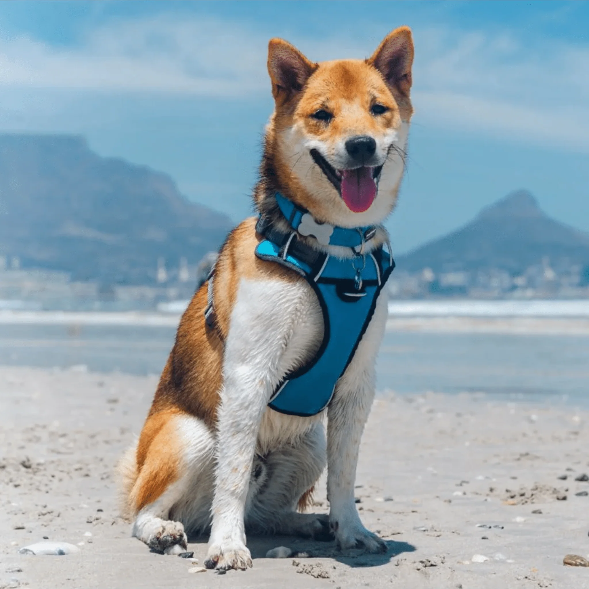Red Dingo Padded Turquoise Dog Harness - Image 3