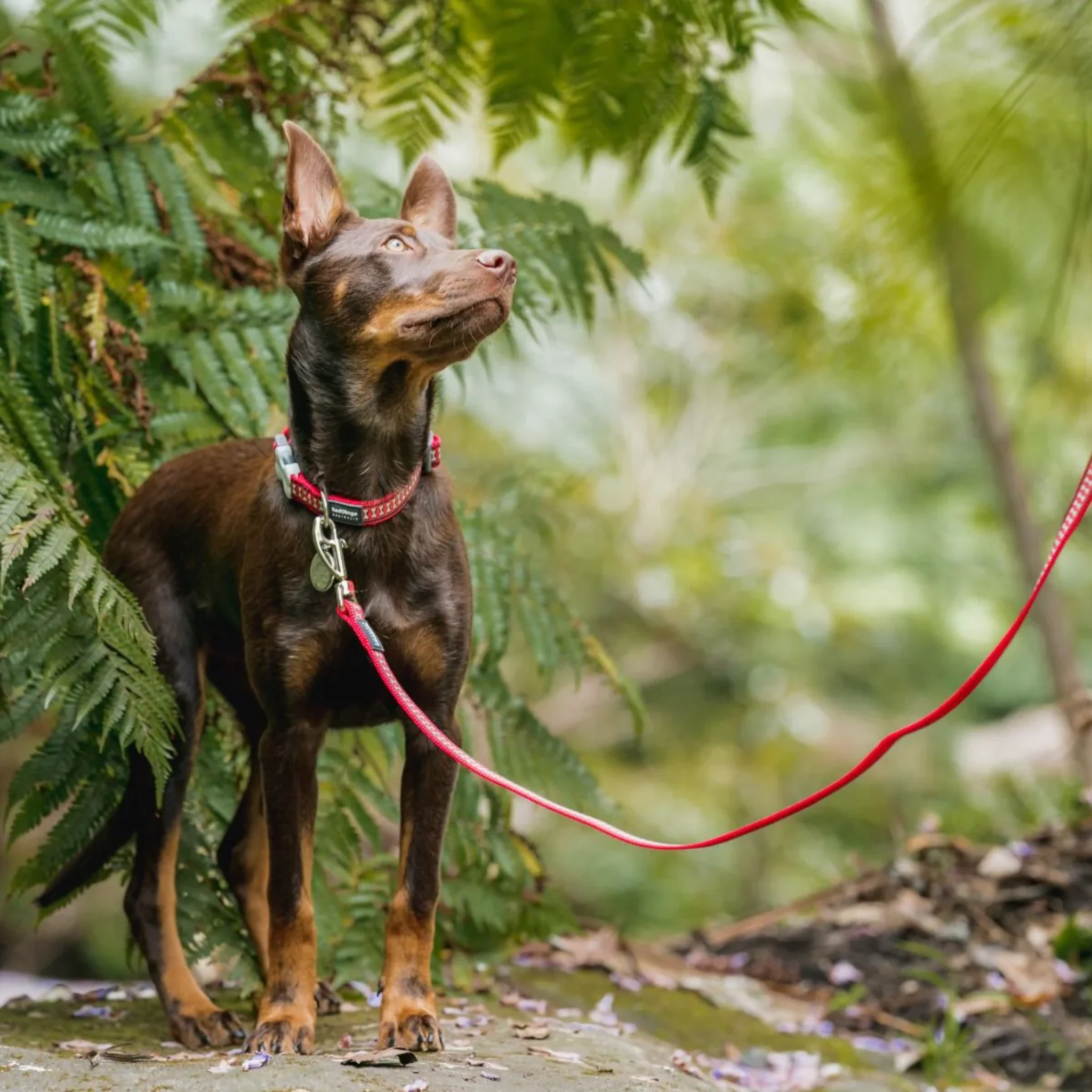 Red Dingo Reflective Bones Dog Lead - Turquoise - Image 3