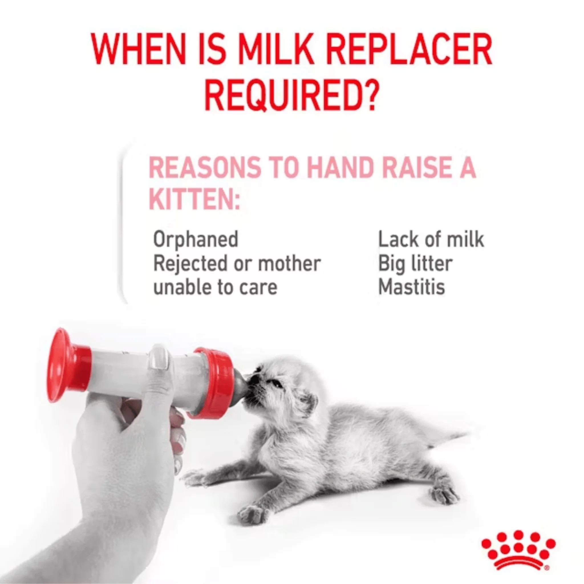ROYAL CANIN® Babycat Milk Replacer - Image 4