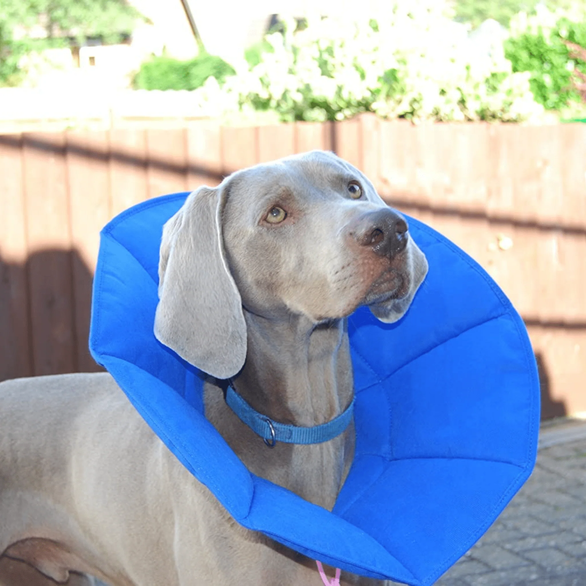Soft-E Smart Cone/ Collar - Image 2