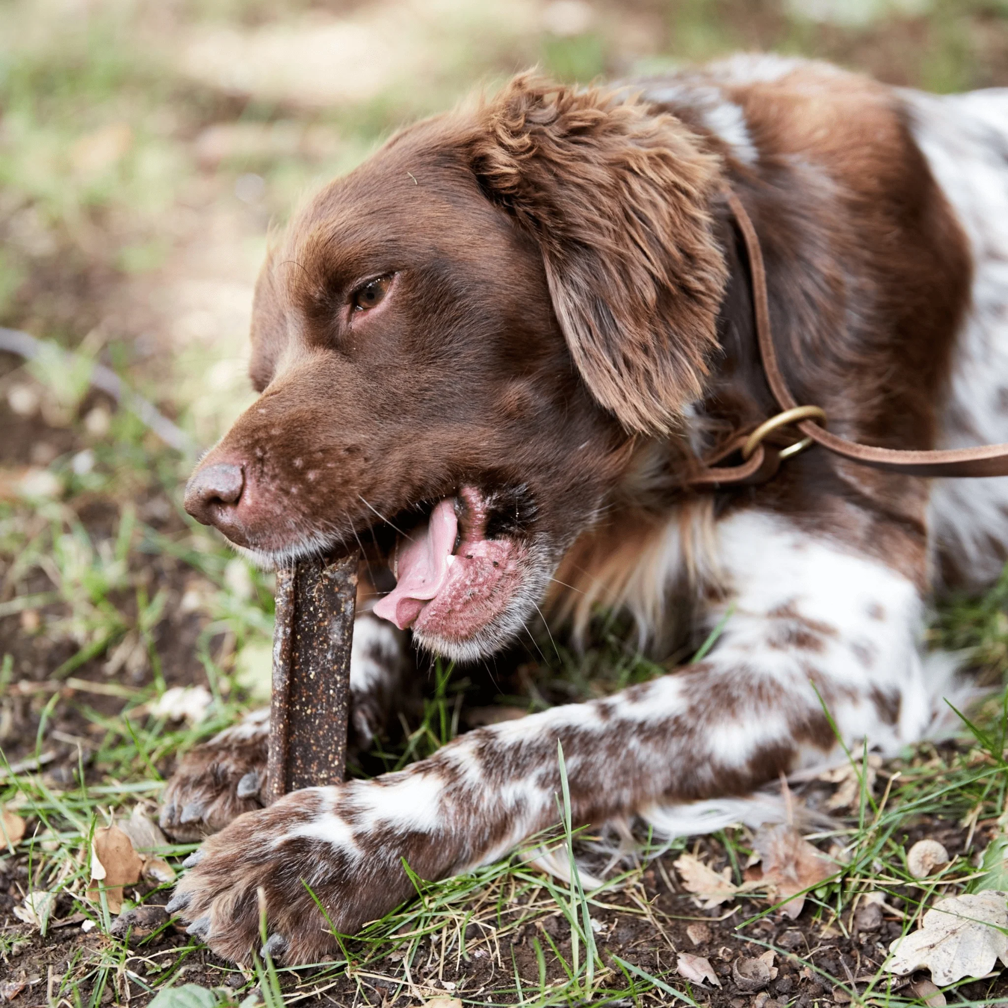 VEGGIEDENT® FR3SH™ Dental Chews For Dogs - Image 6