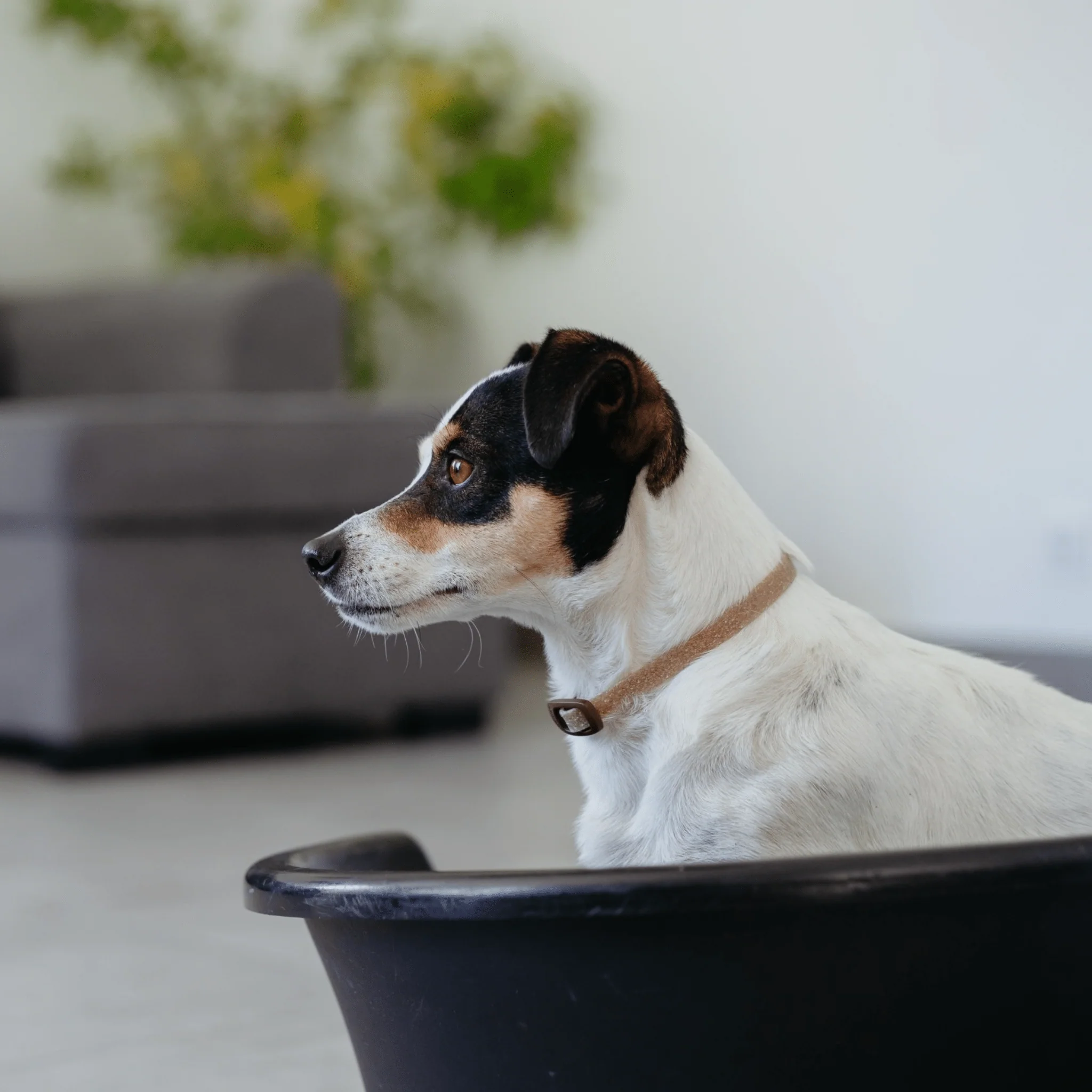 Zenidog Collar with Calming Pheromones for Dogs - Image 4